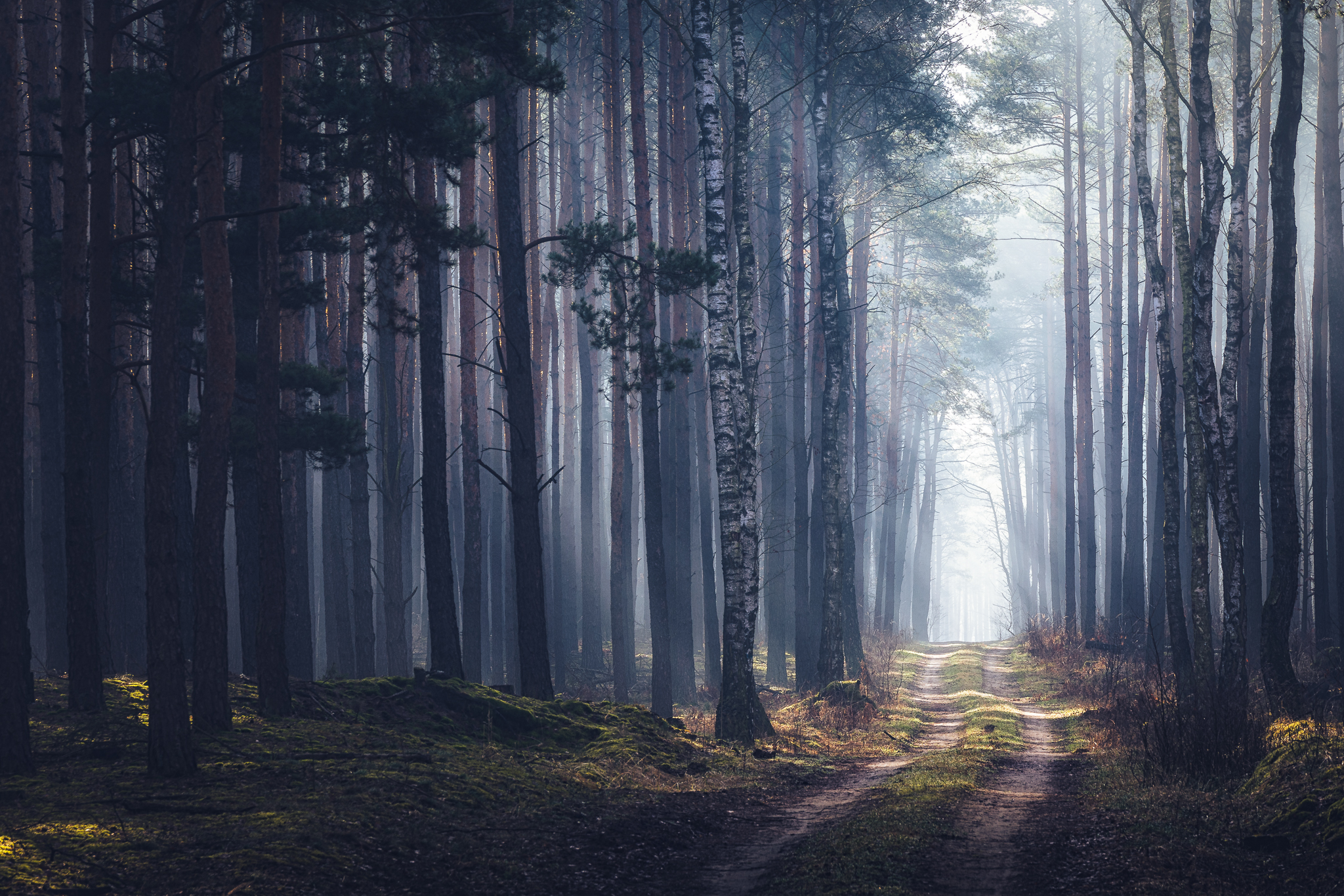 General 2048x1365 Michał Tomczak forest trees path nature outdoors photography dappled sunlight landscape