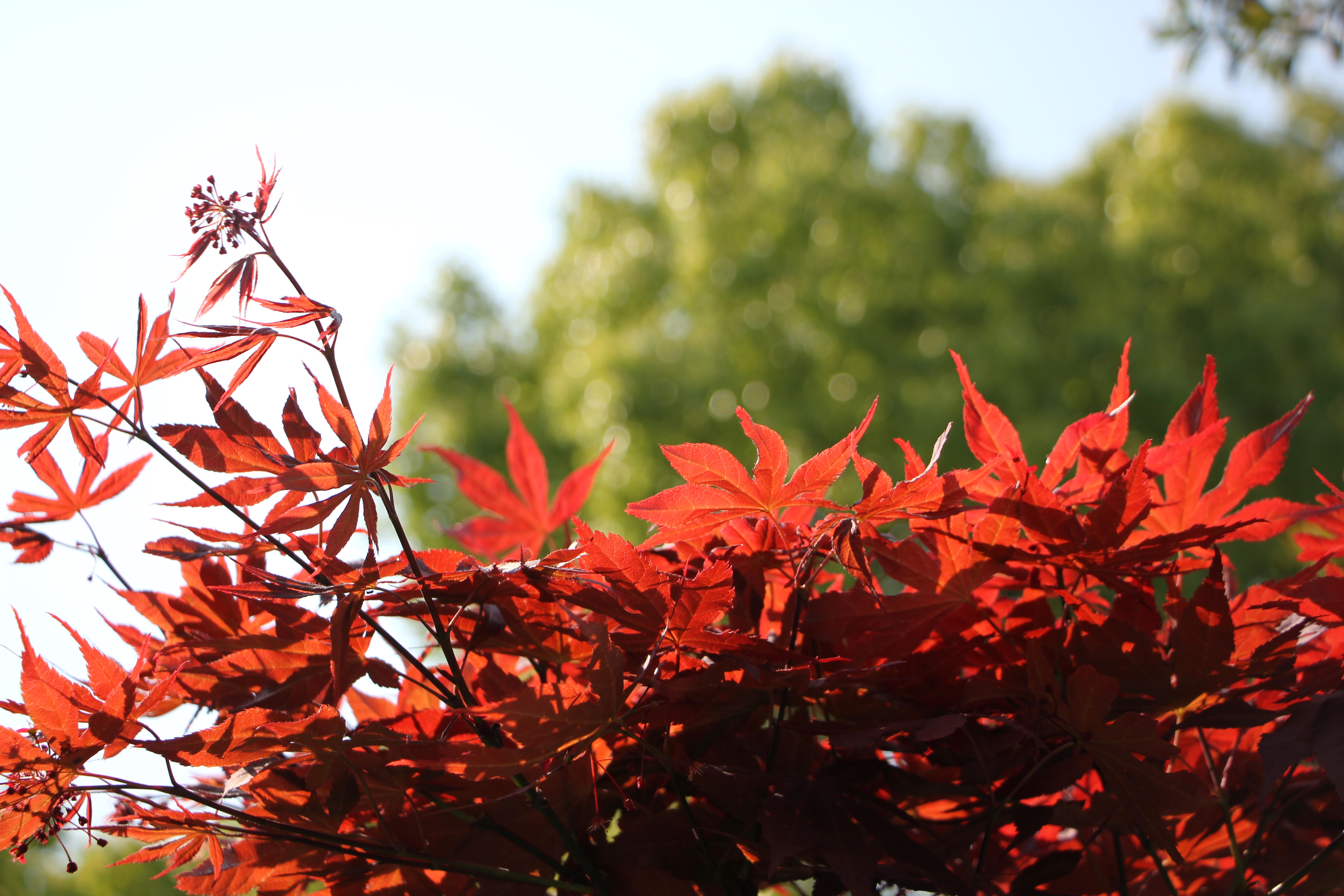 General 5184x3456 maple leaves leaves plants nature sunlight red branch closeup