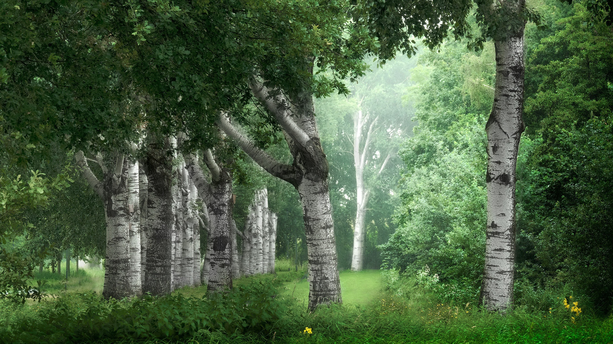General 2048x1152 nature trees plants outdoors