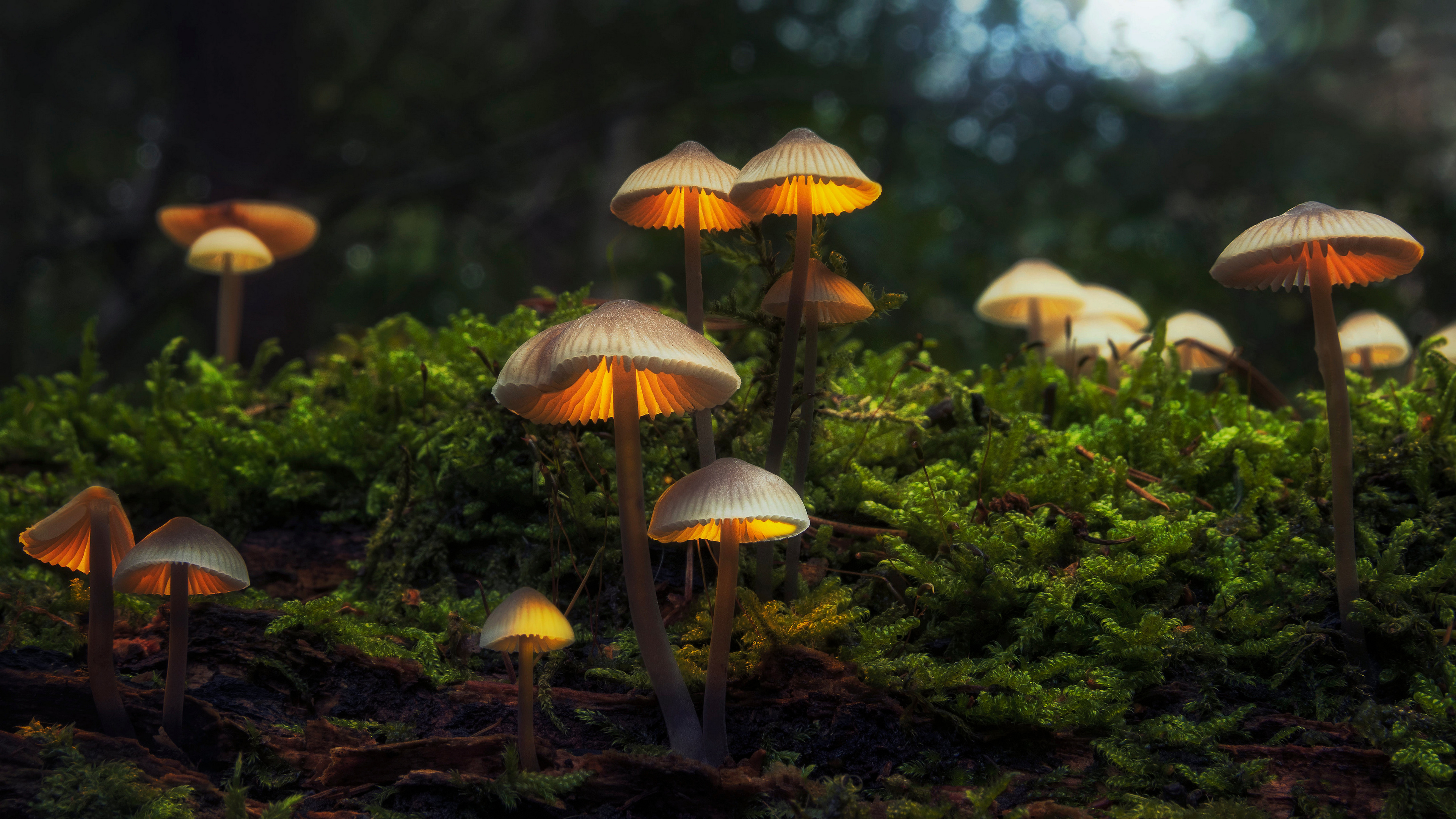 General 3840x2160 mushroom nature forest moss blurred