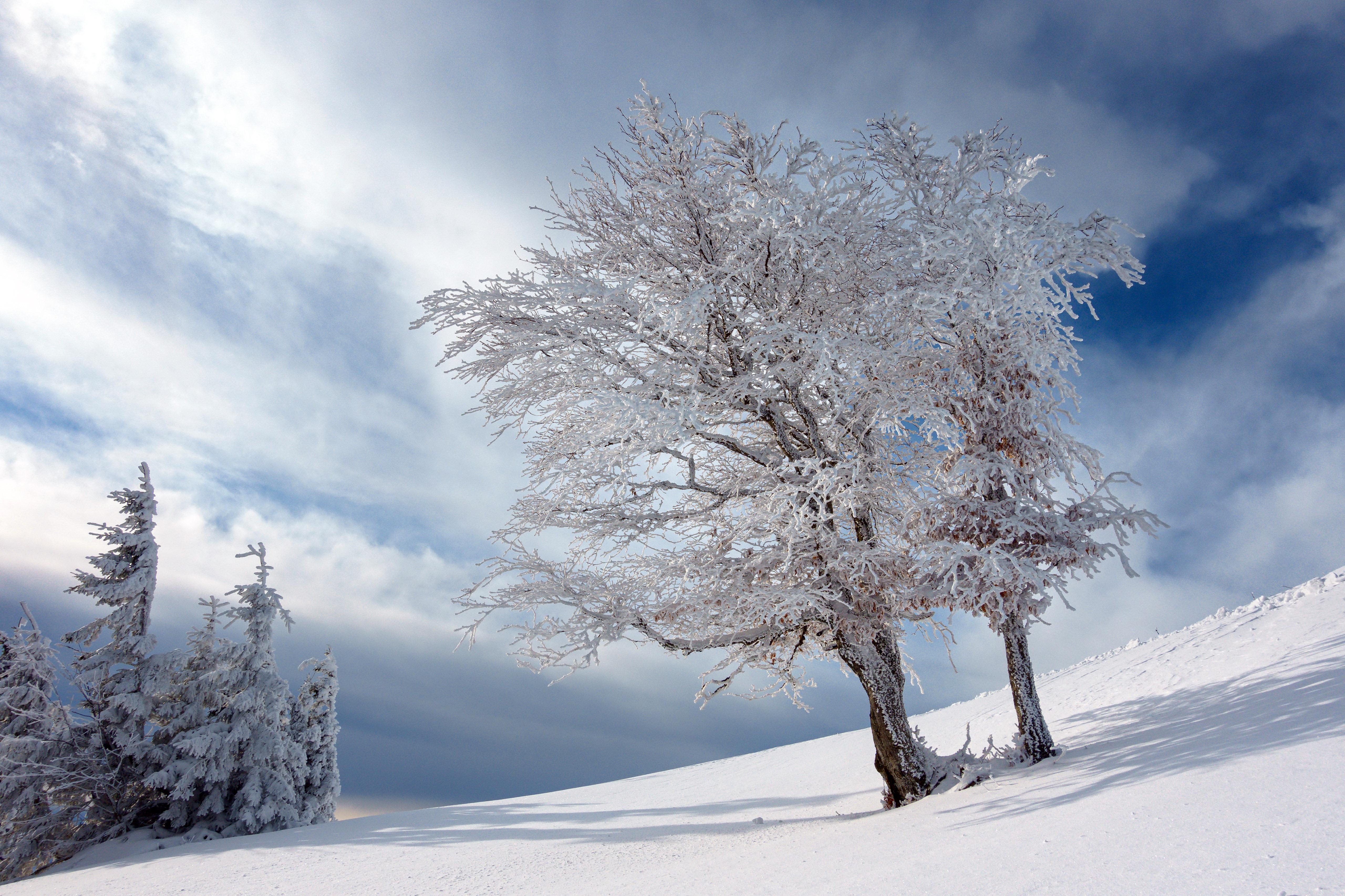 General 5120x3414 winter outdoors nature cold frost ice snow trees