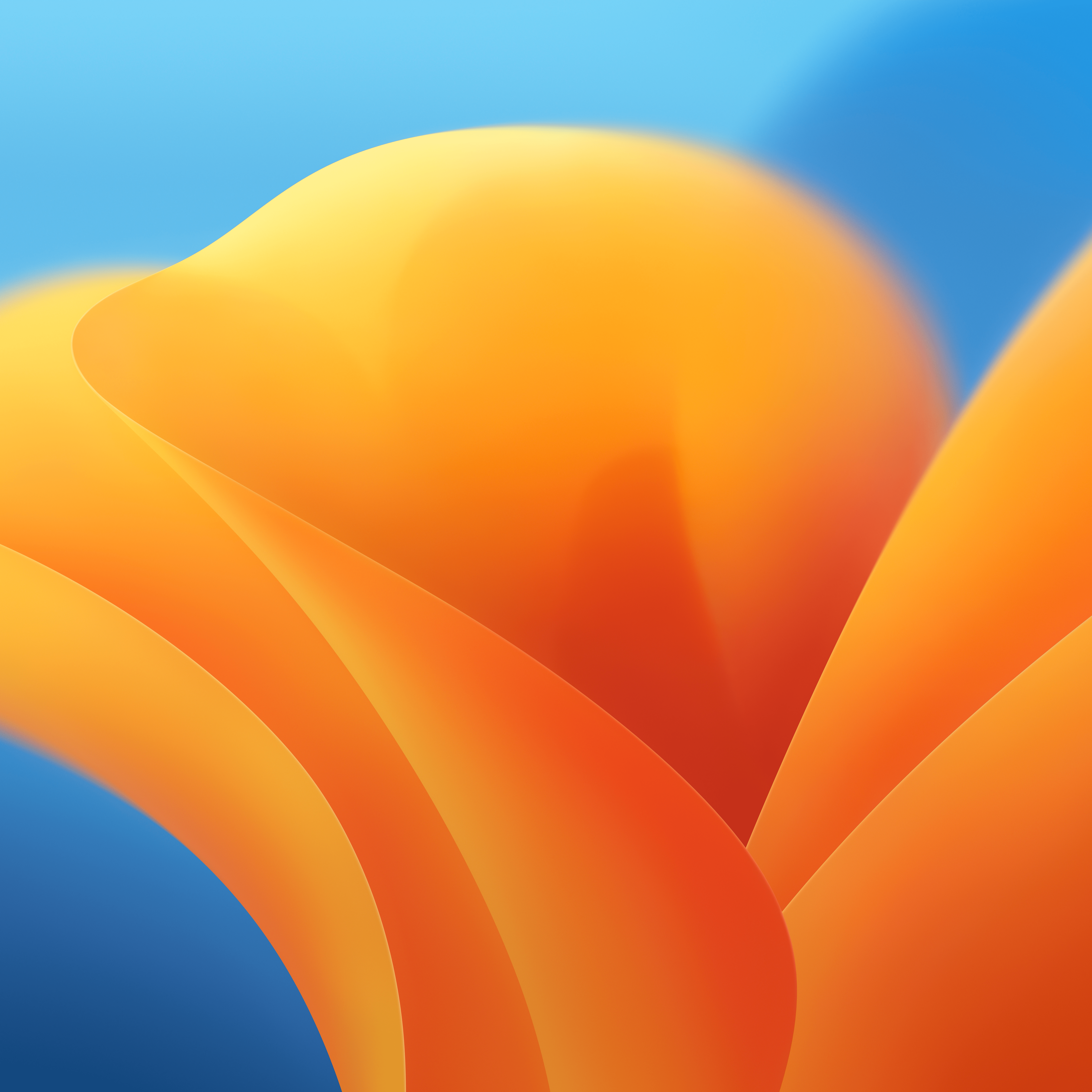 General 6016x6016 orange background flowers blossoms plants light background macOS MacOS Ventura abstract digital art