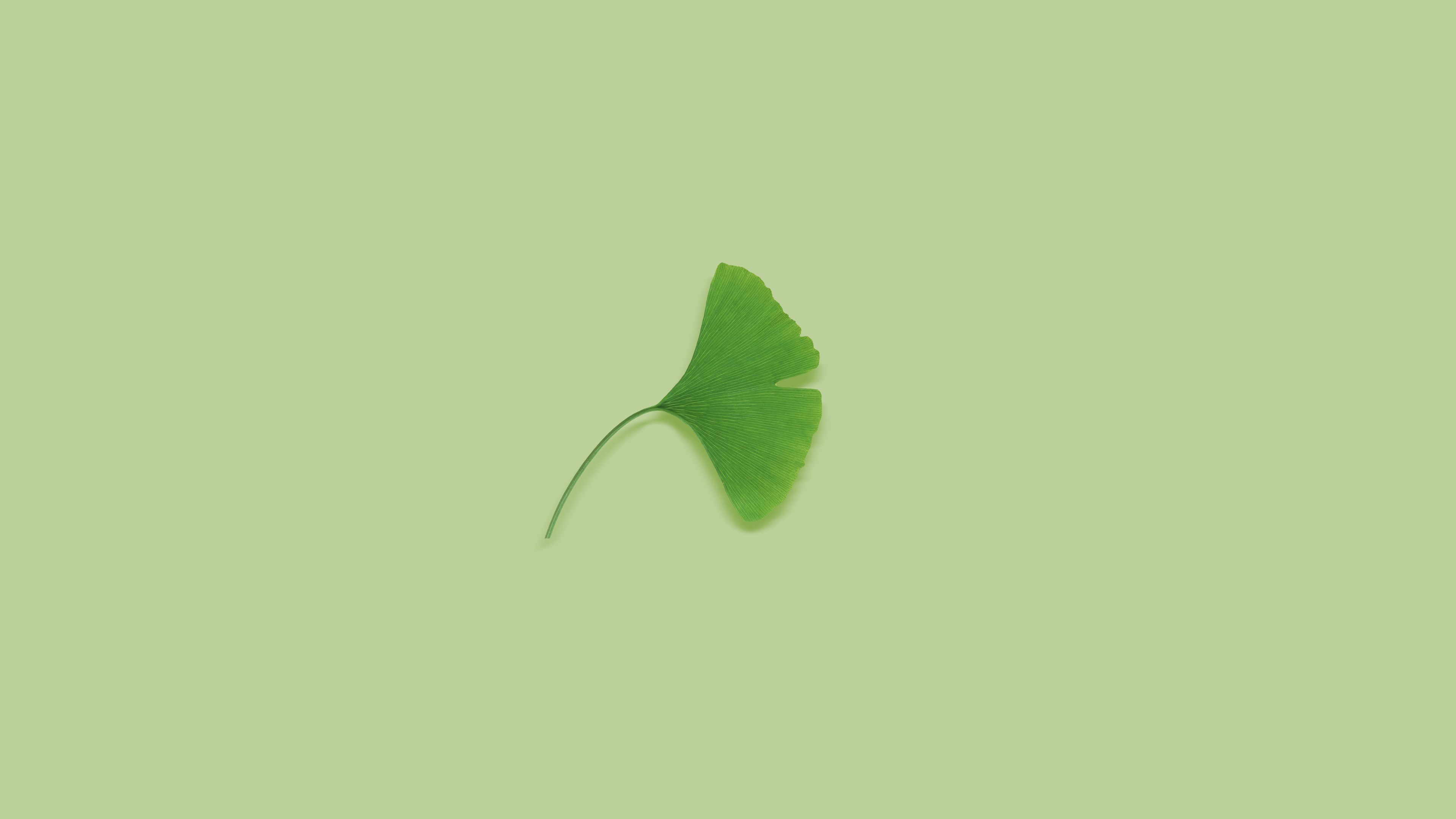 General 3840x2160 leaves plants simple background green background ginko minimalism green