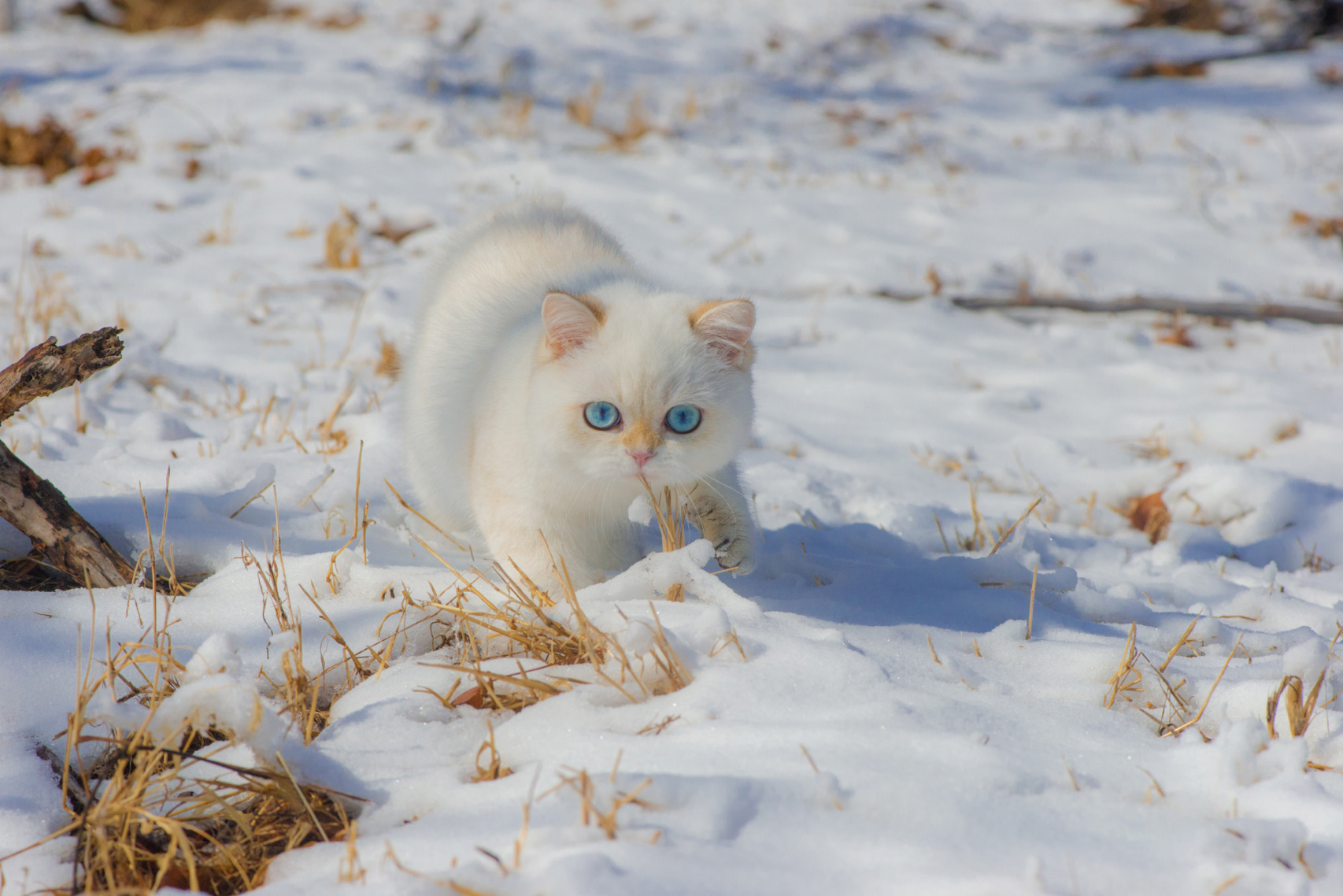 General 1706x1138 cats snow winter animals pet photography feline mammals blue eyes