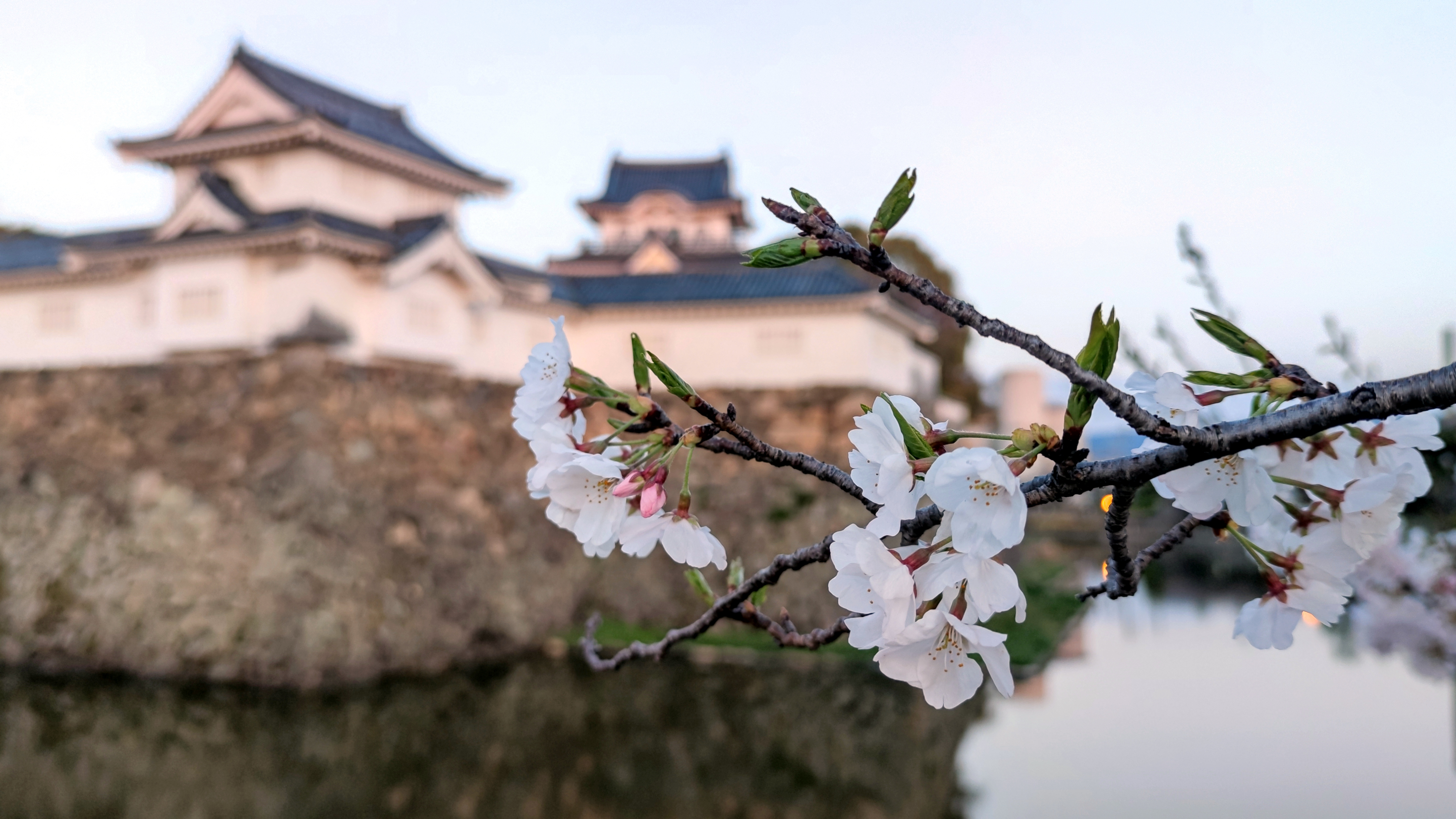General 4608x2592 cherry blossom kishiwada Osaka castle Japan spring flower plants flowers spring
