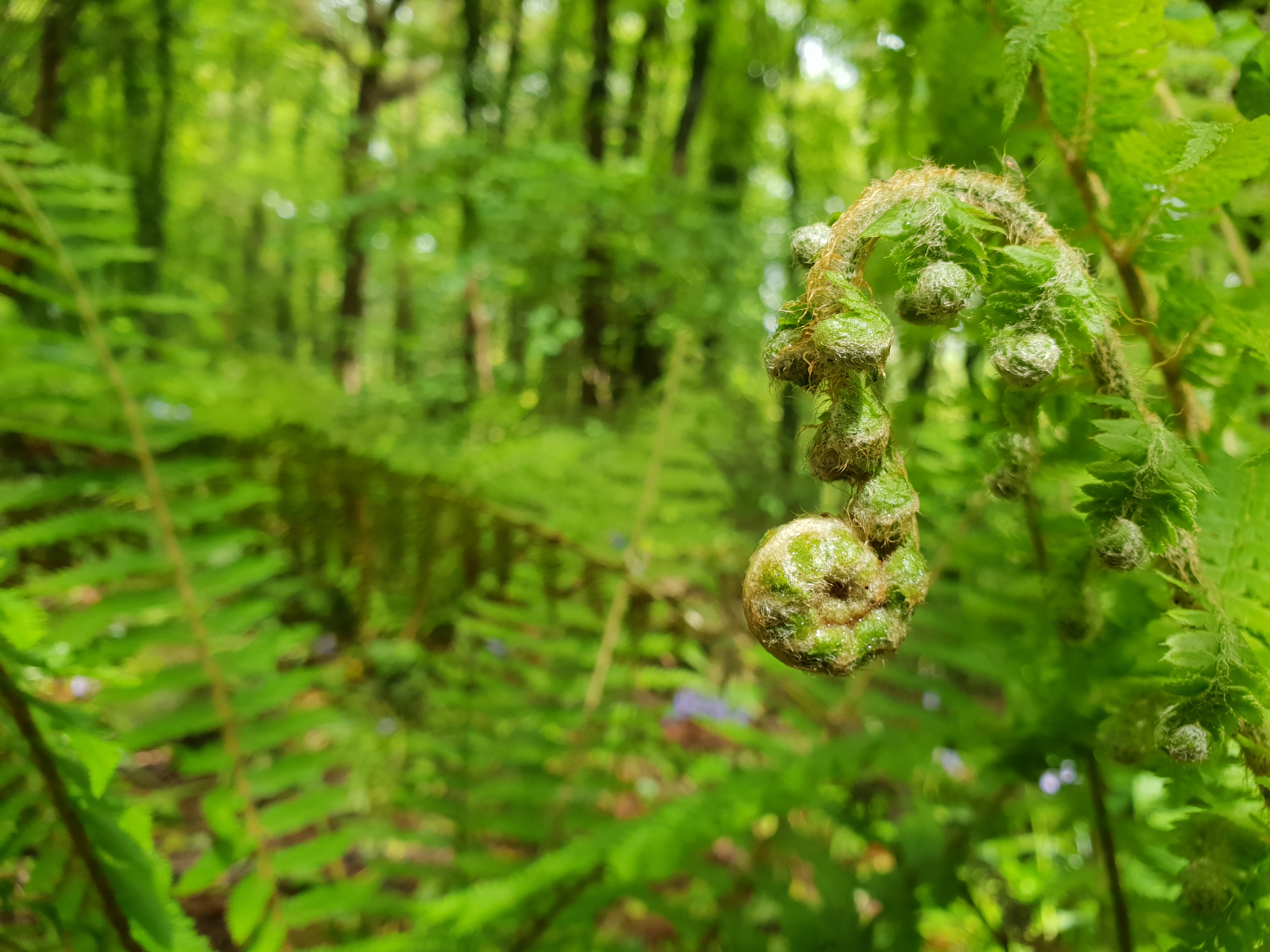 General 4032x3024 nature ferns forest plants