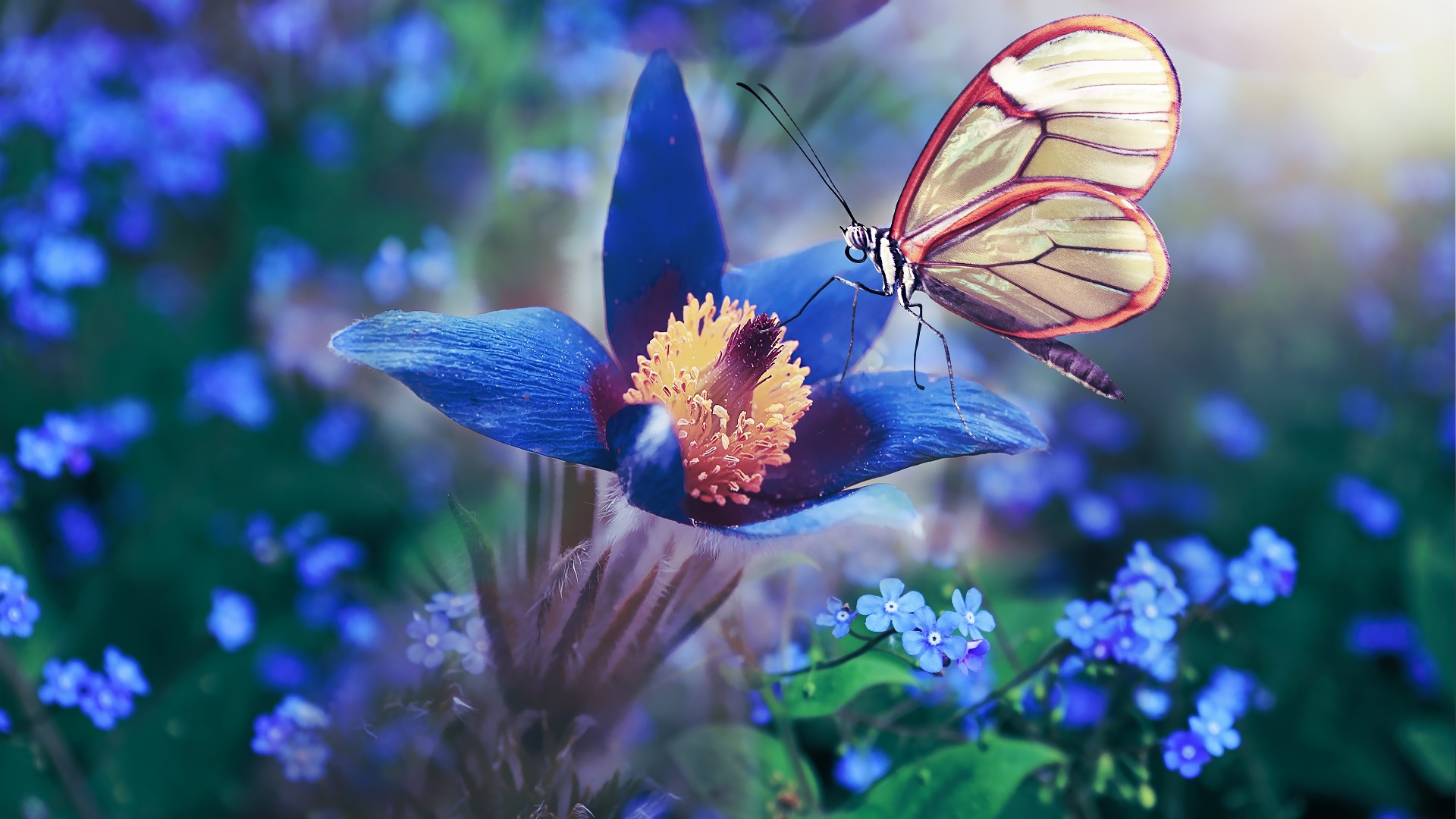 General 1920x1080 butterfly insect flowers plants colorful animals