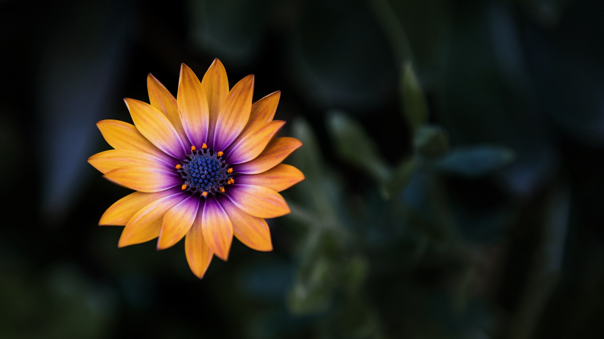 General 1920x1080 colorful flowers plants