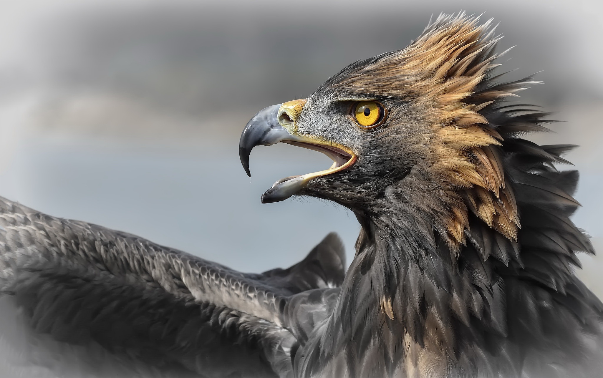 General 2048x1284 animals eagle birds Aguila Imperial (Animals) closeup