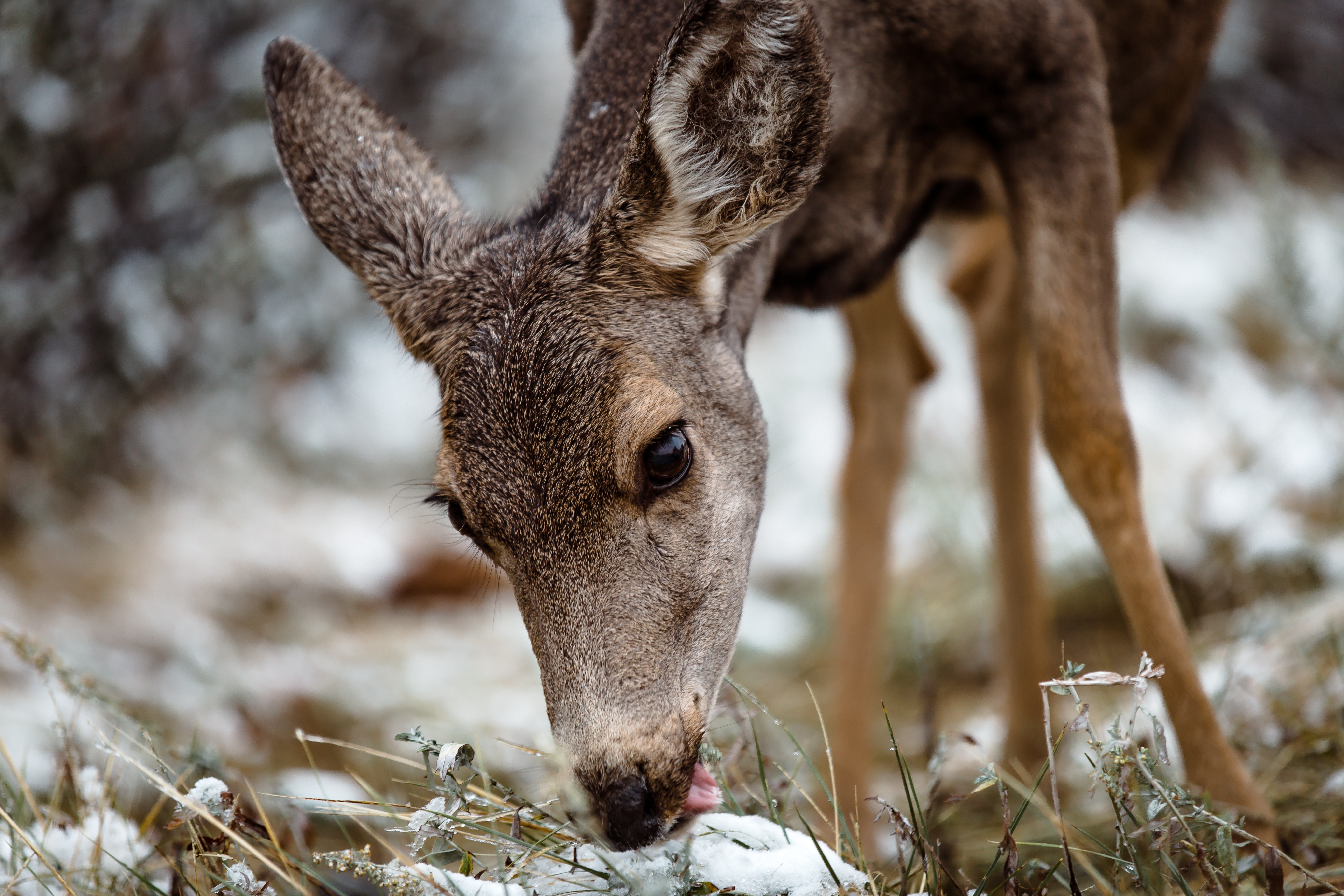 General 5472x3648 animal eyes forest nature deer animals snow closeup