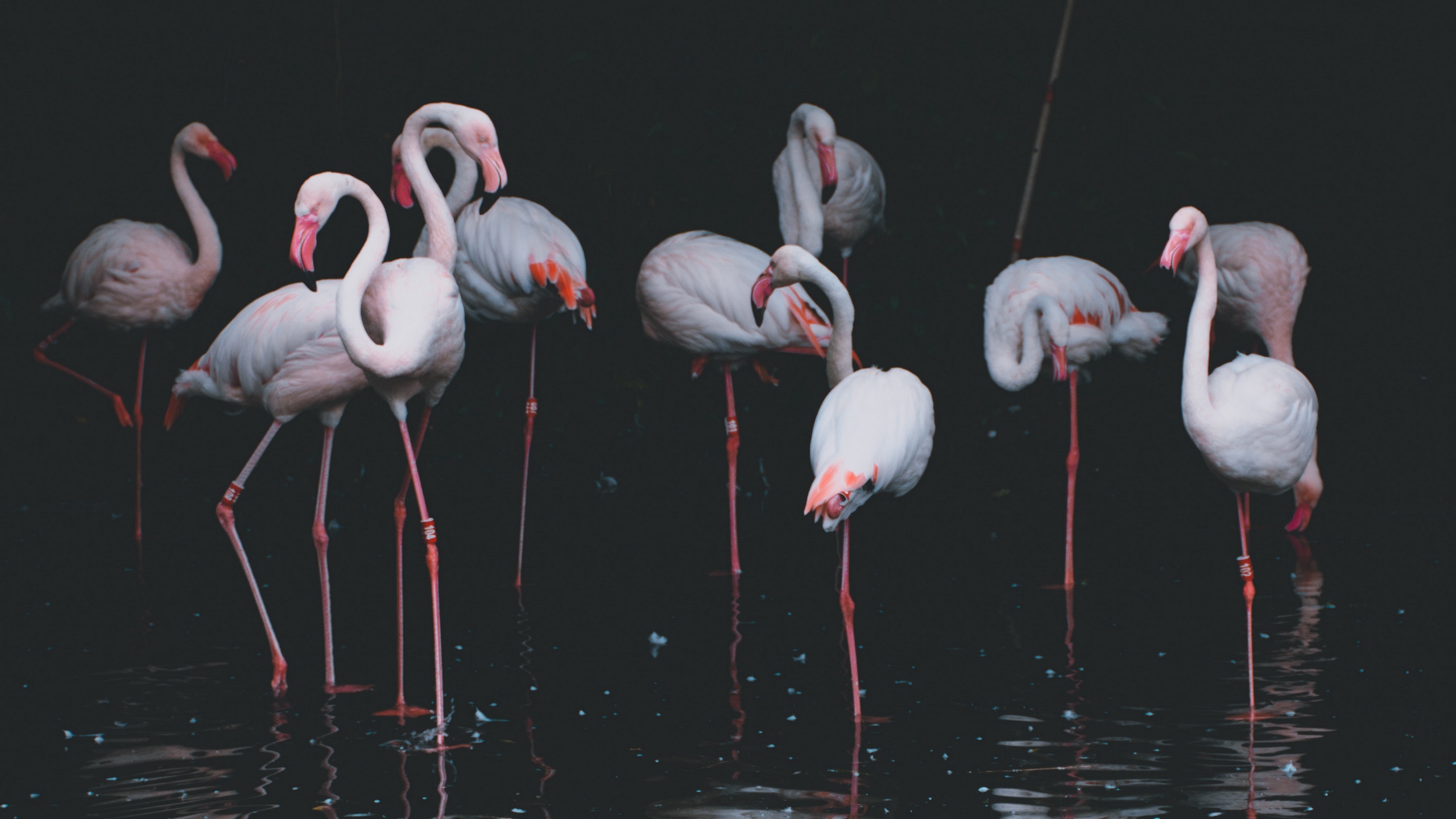 General 2560x1440 flamingos water animals filter pond dark