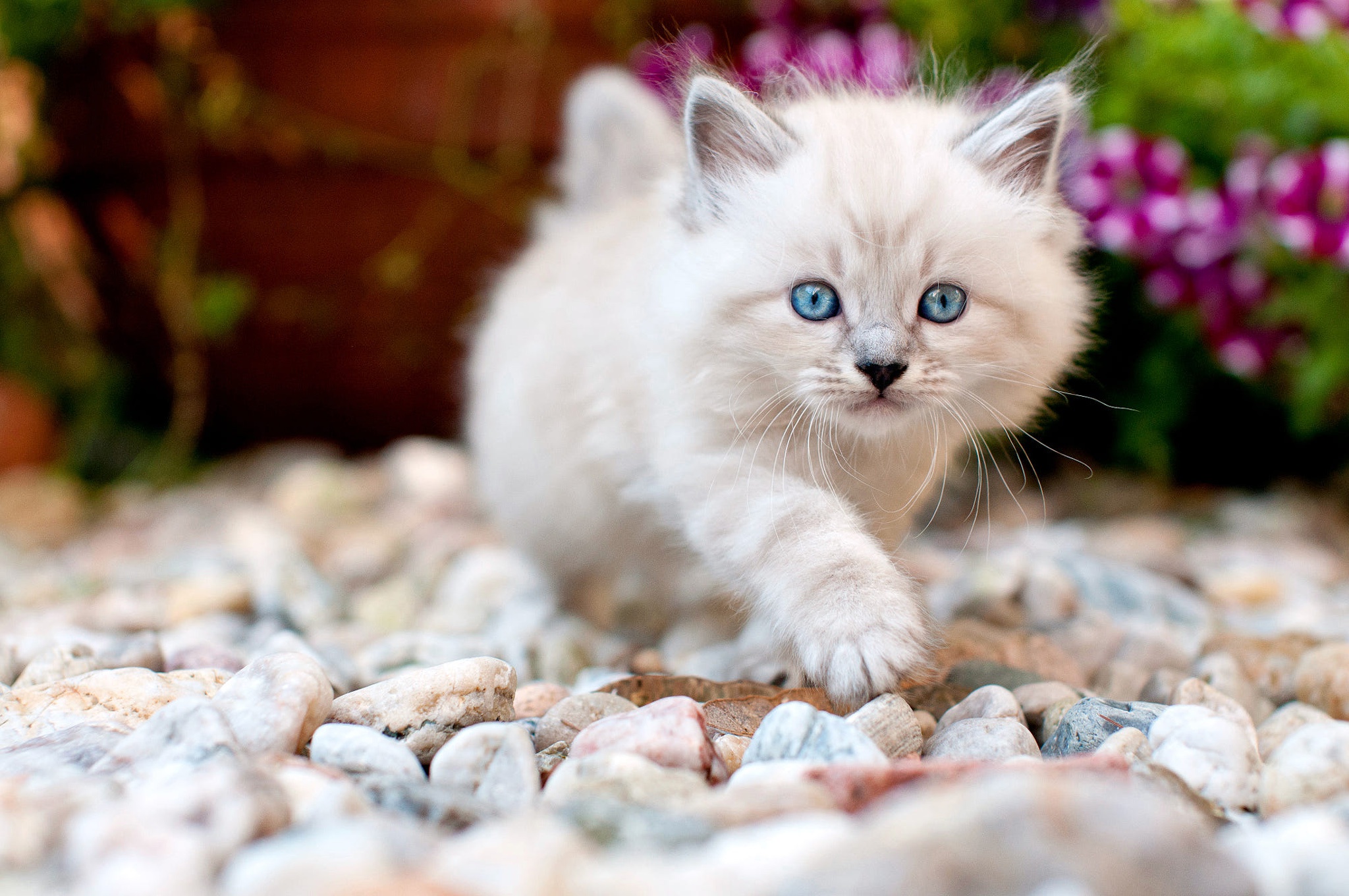 General 2048x1360 cats animals blue eyes pebbles