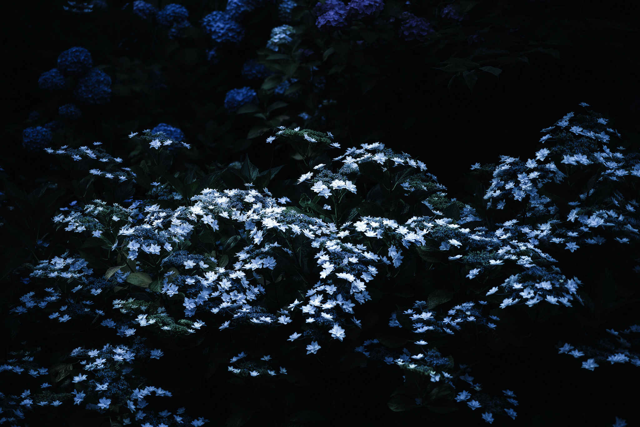 General 2048x1365 dark plants blue white flowers white black