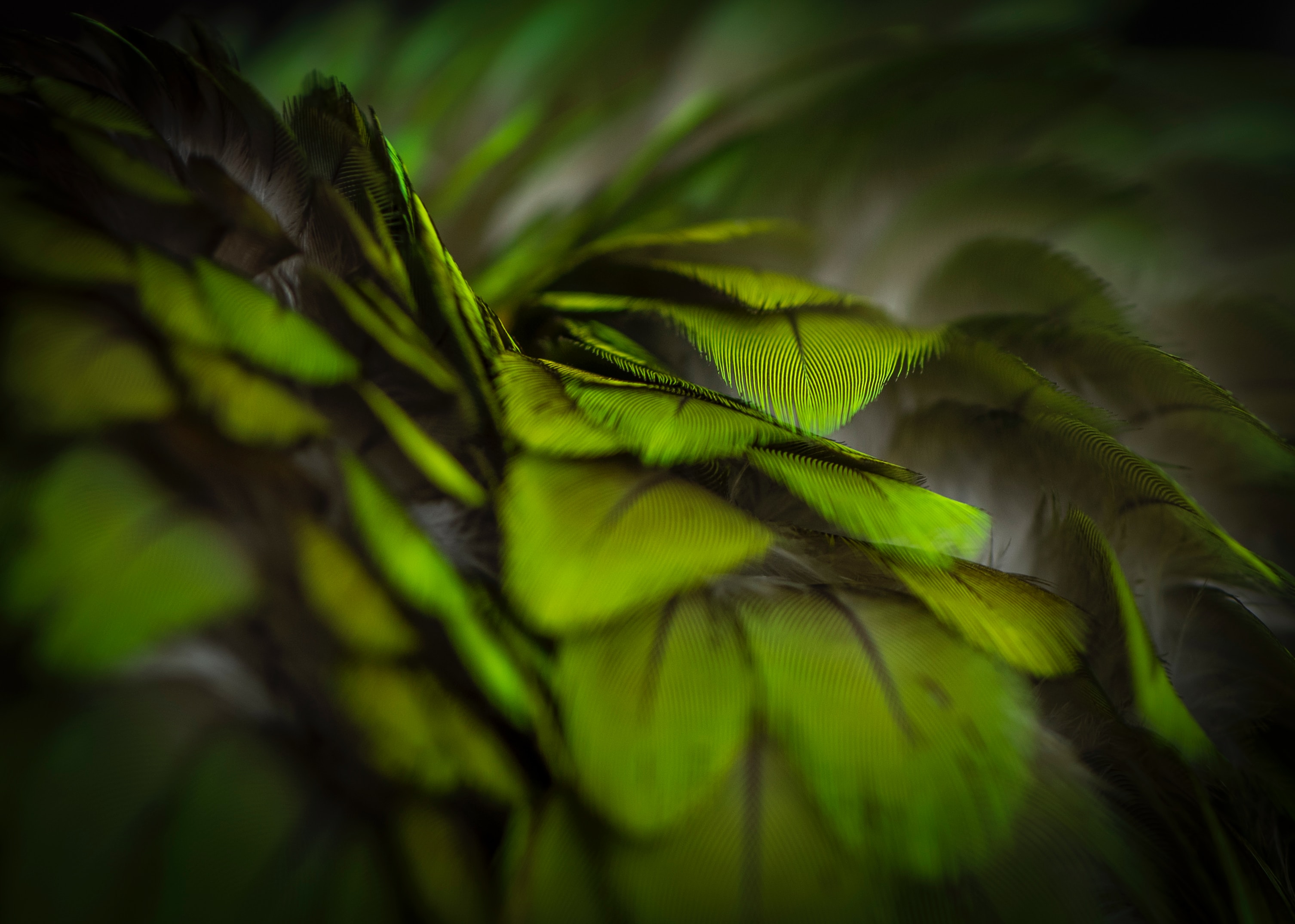 General 3012x2151 feathers depth of field green macro parrot