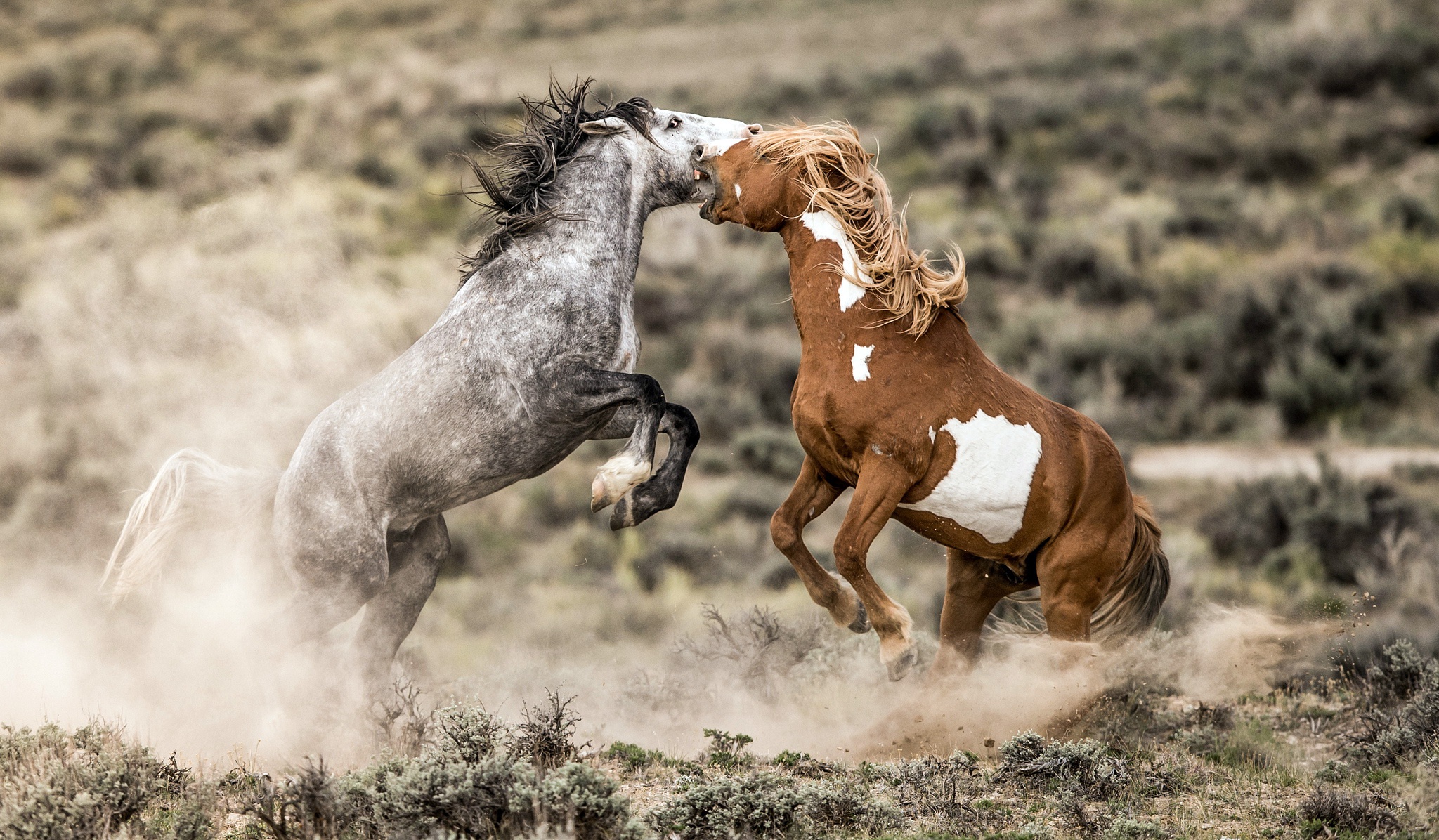 General 2048x1196 horse nature fighting