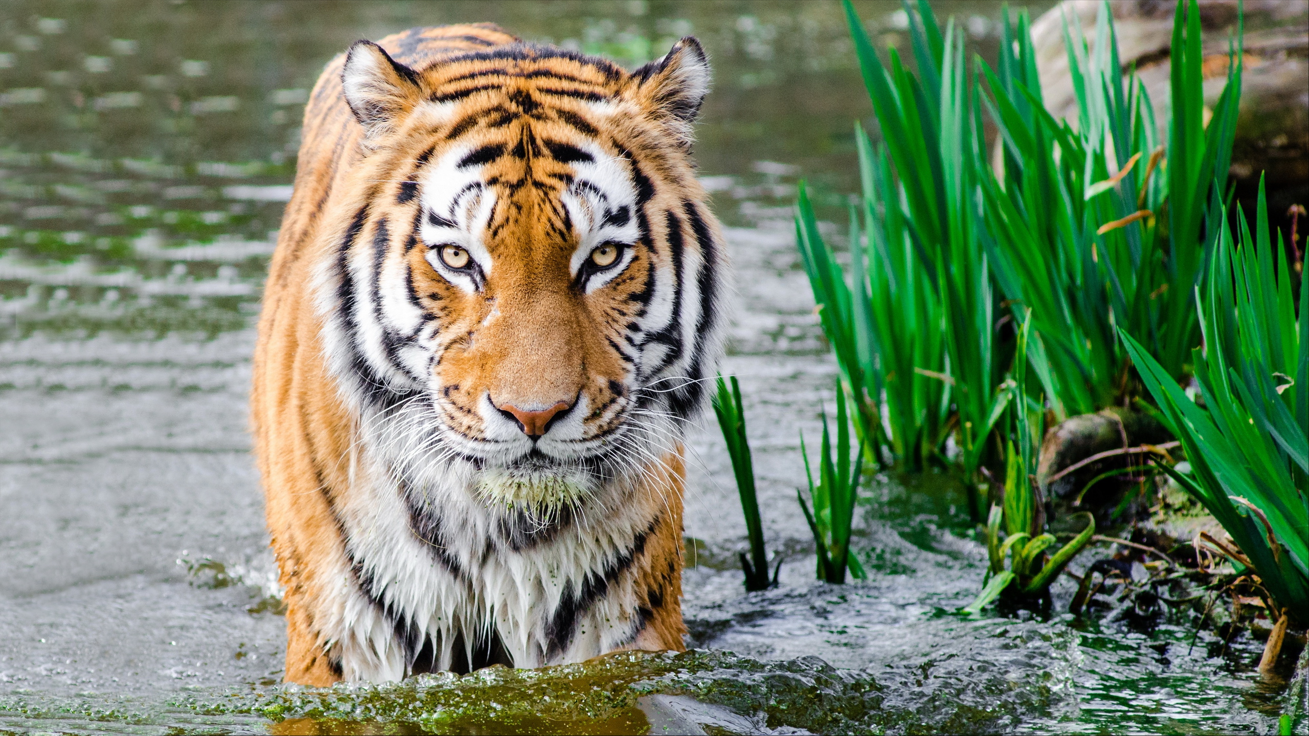 General 2560x1439 tiger nature water Bengal tigers closeup