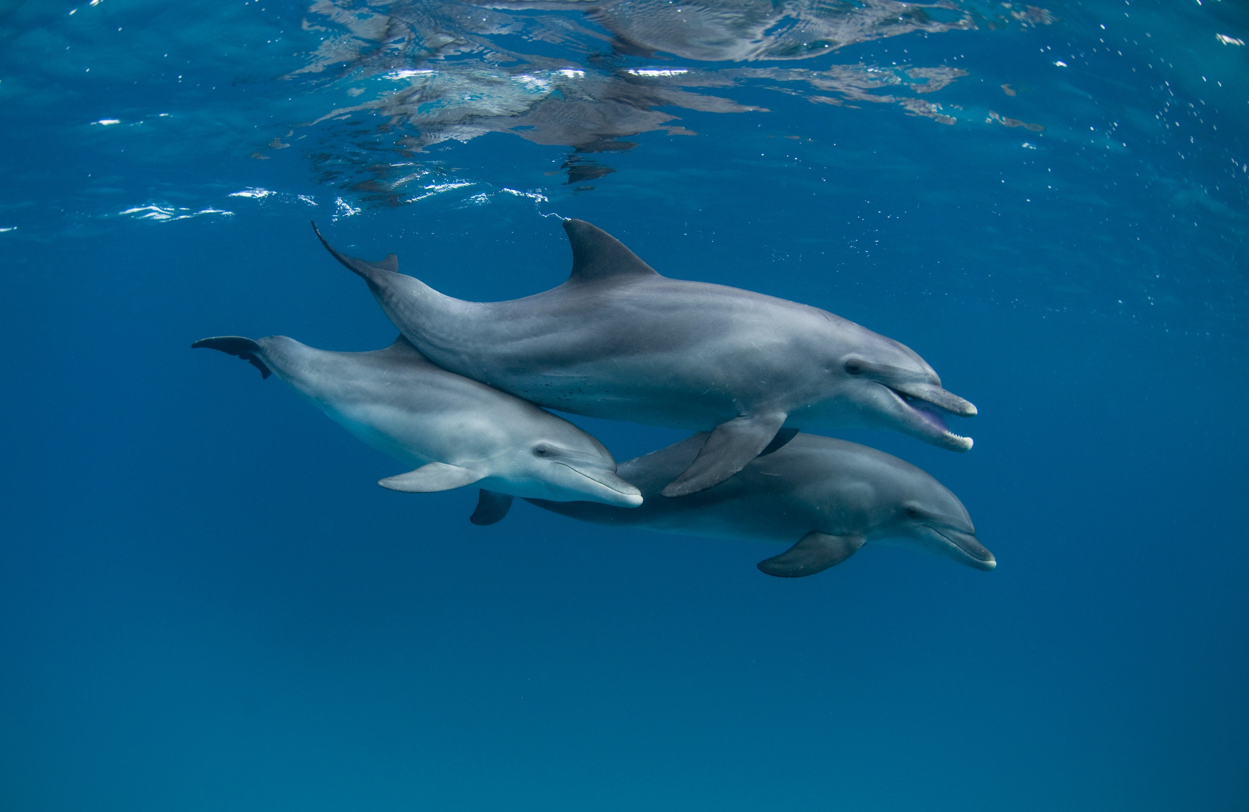 General 2500x1625 animals mammals underwater dolphin