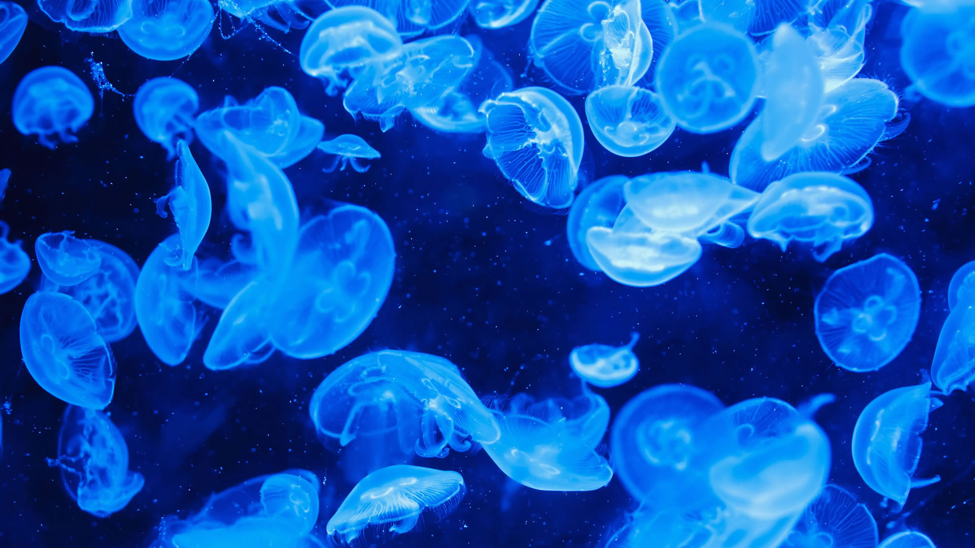 General 1920x1080 jellyfish sea fluorescent blue