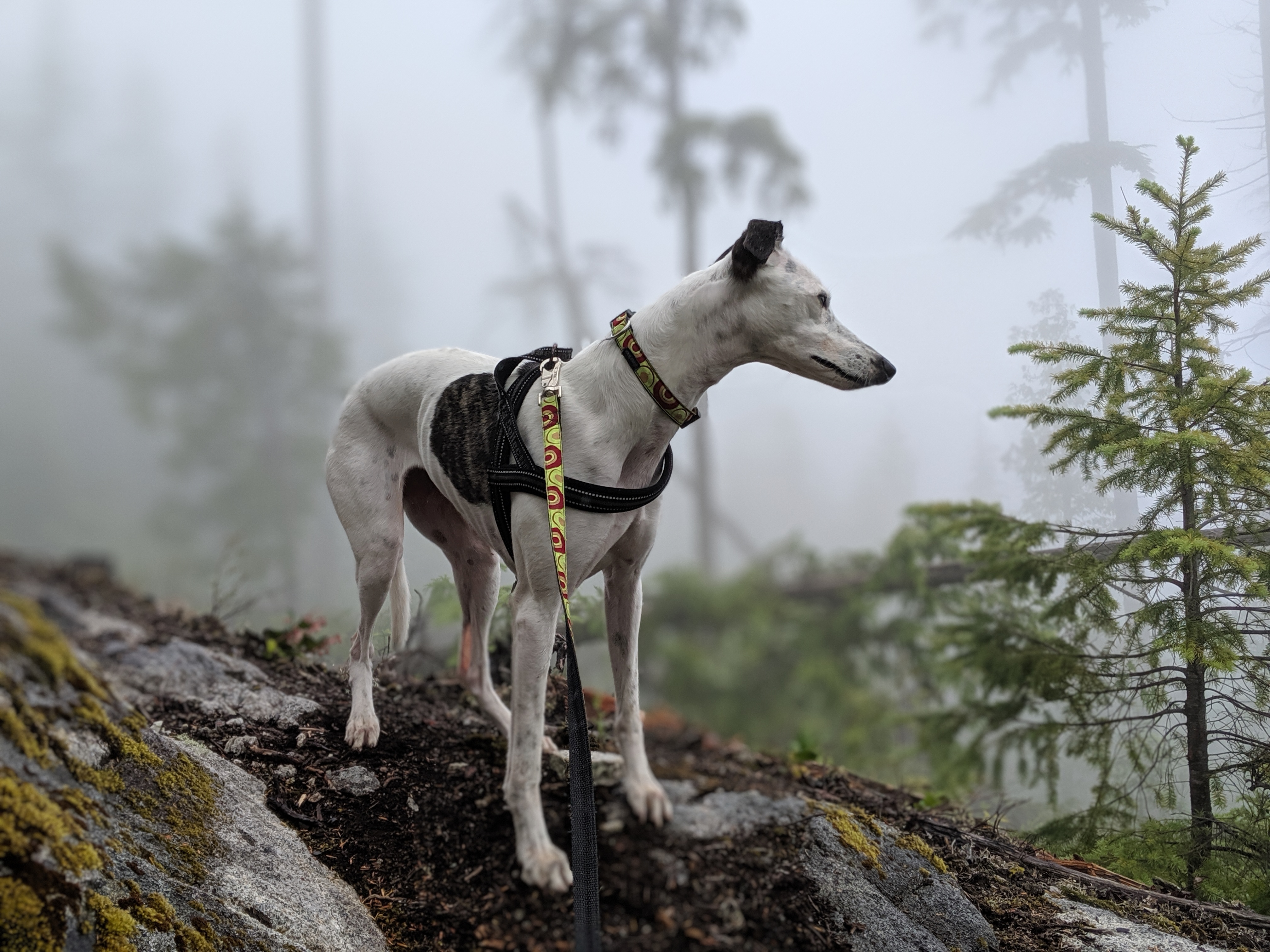 General 4032x3024 whippet hiking forest mist wilderness outdoors hounds