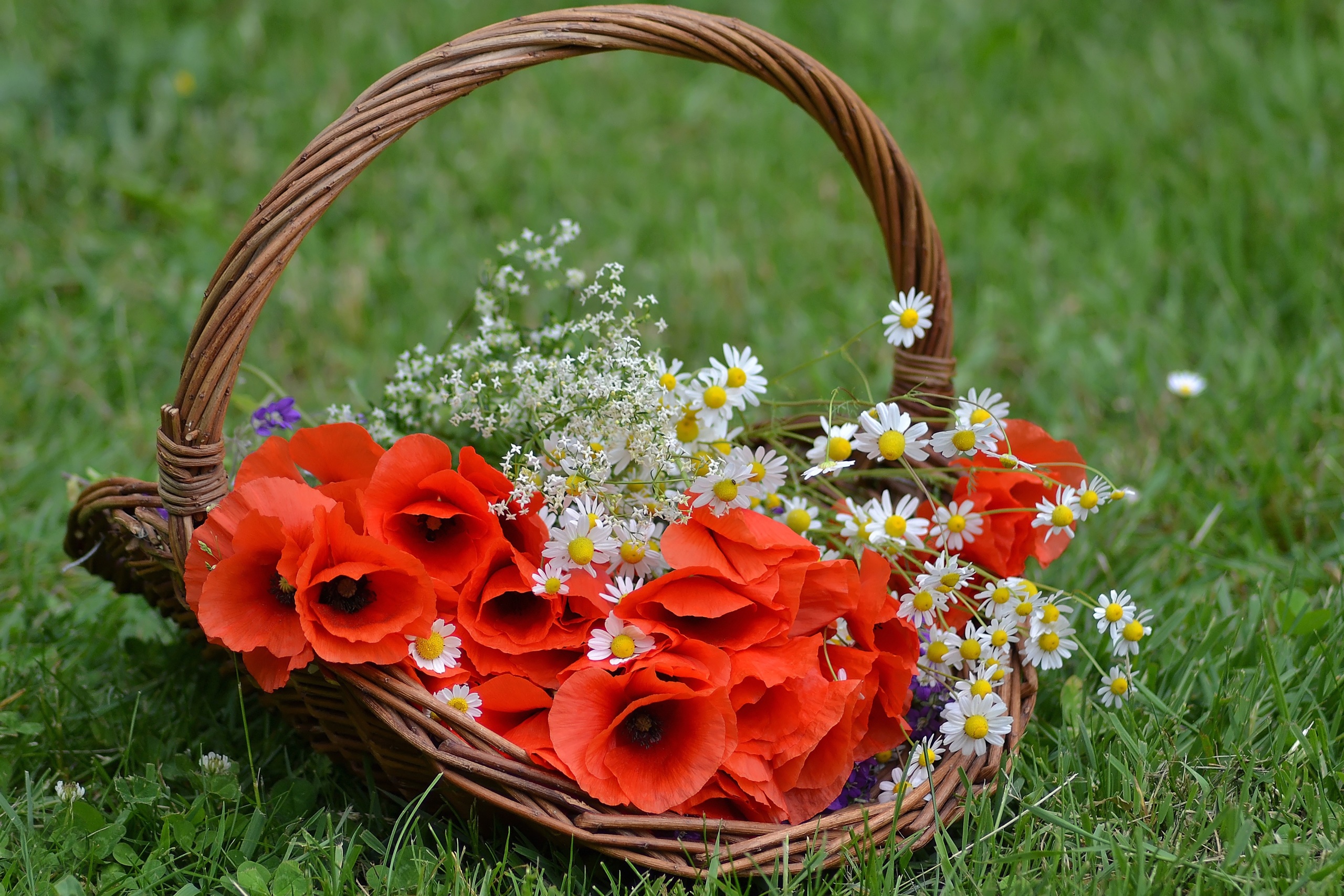 General 2560x1707 baskets flowers colorful plants