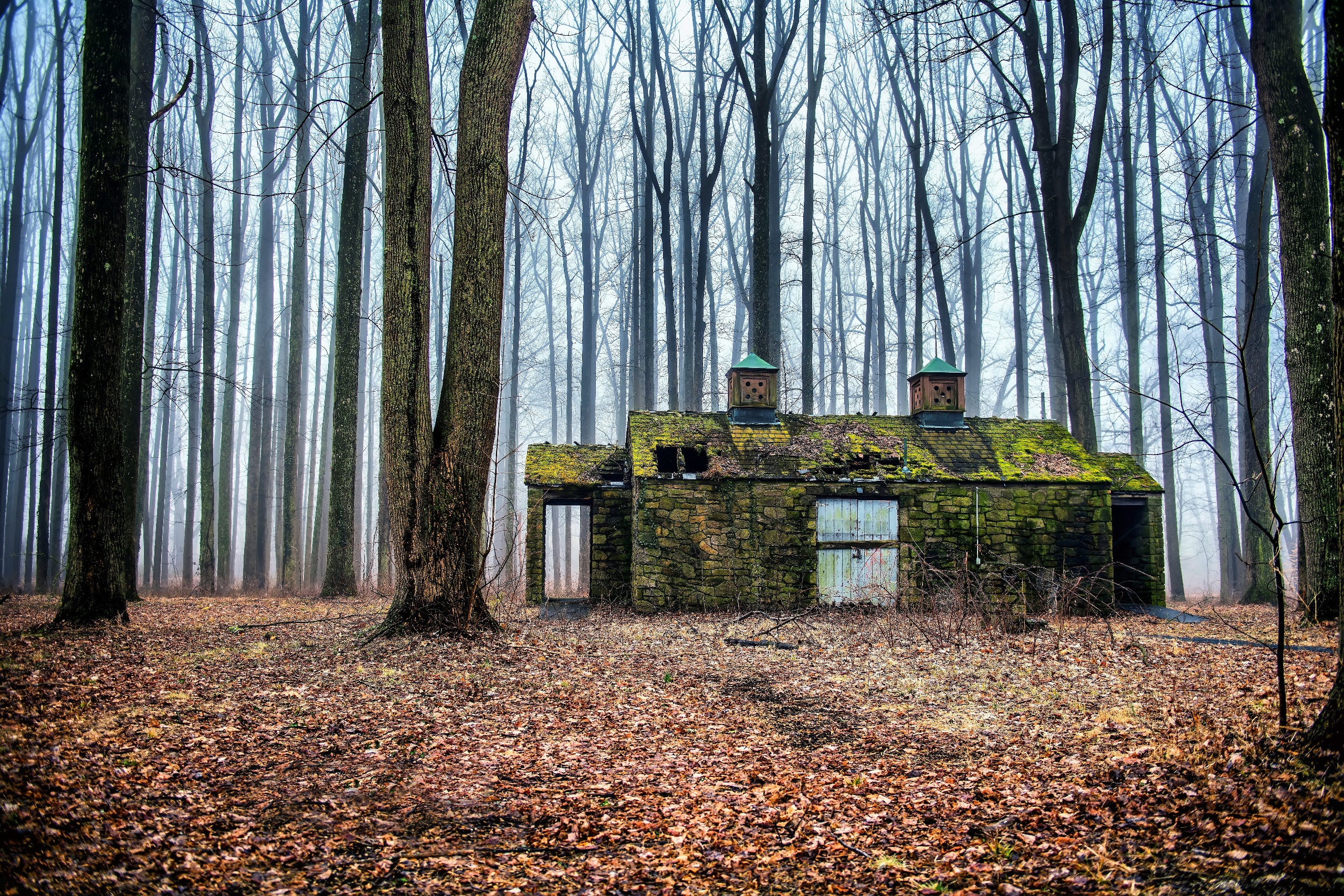 General 2560x1707 trees forest outdoors ruins mist moss cabin
