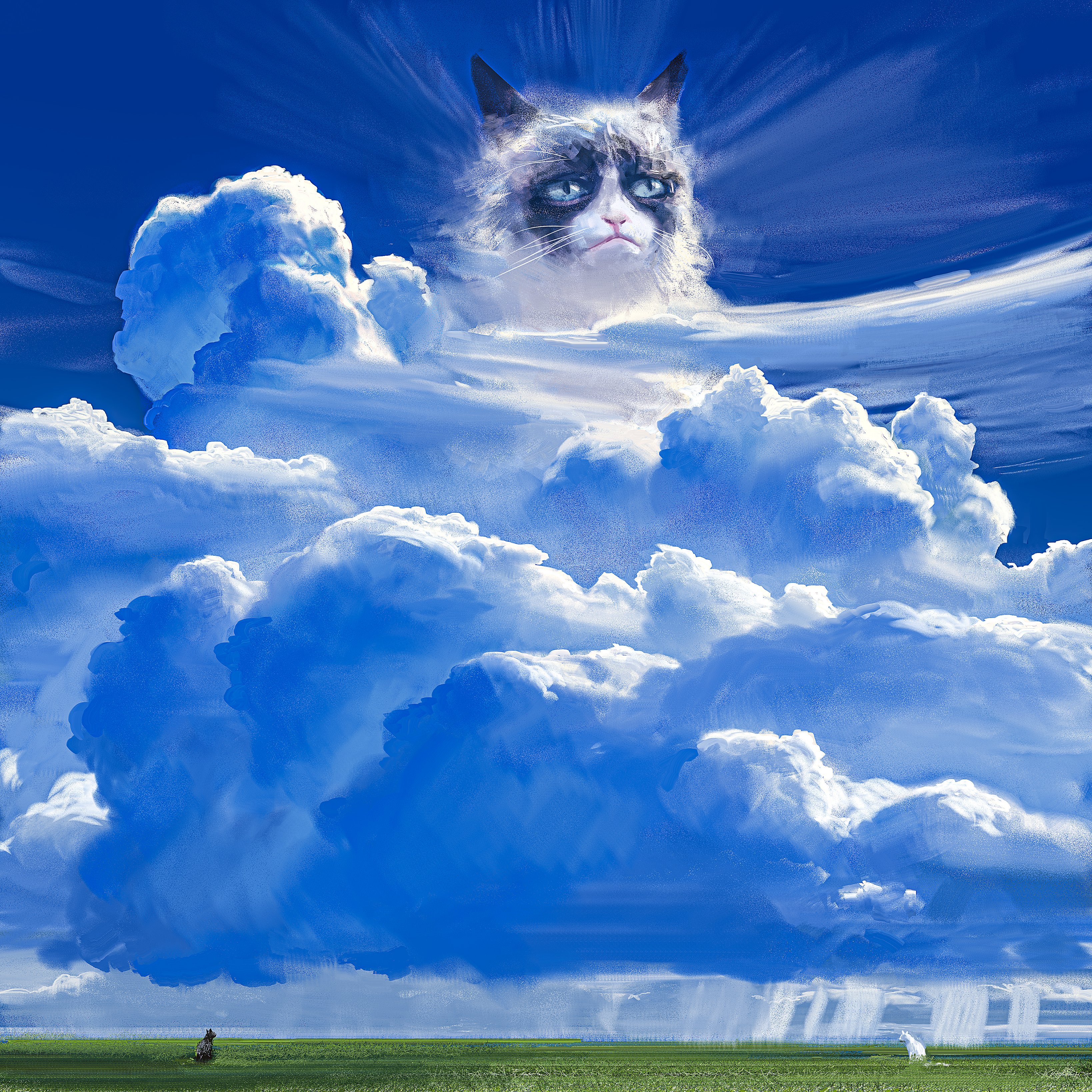 General 3276x3276 clouds cats Grumpy Cat sky grass rain