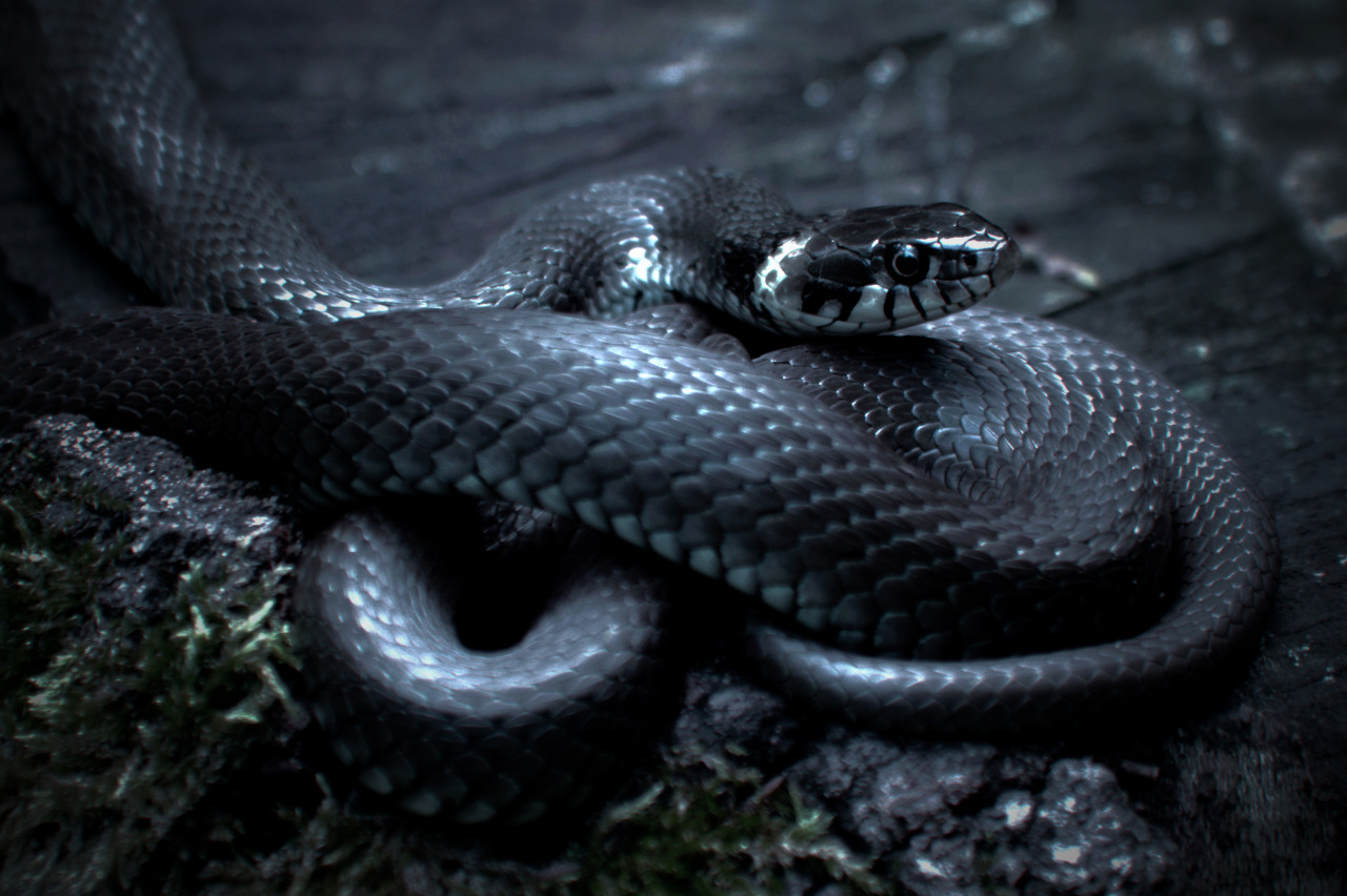 General 1280x852 snake animals reptiles nature black