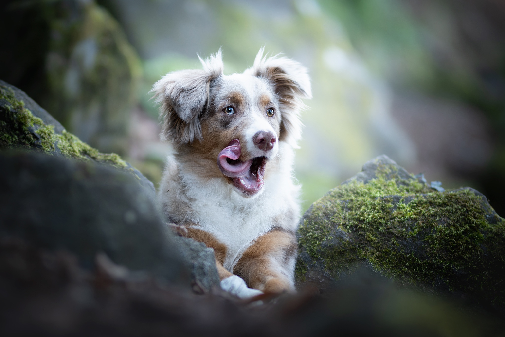 General 2048x1365 outdoors dog tongue out animals mammals