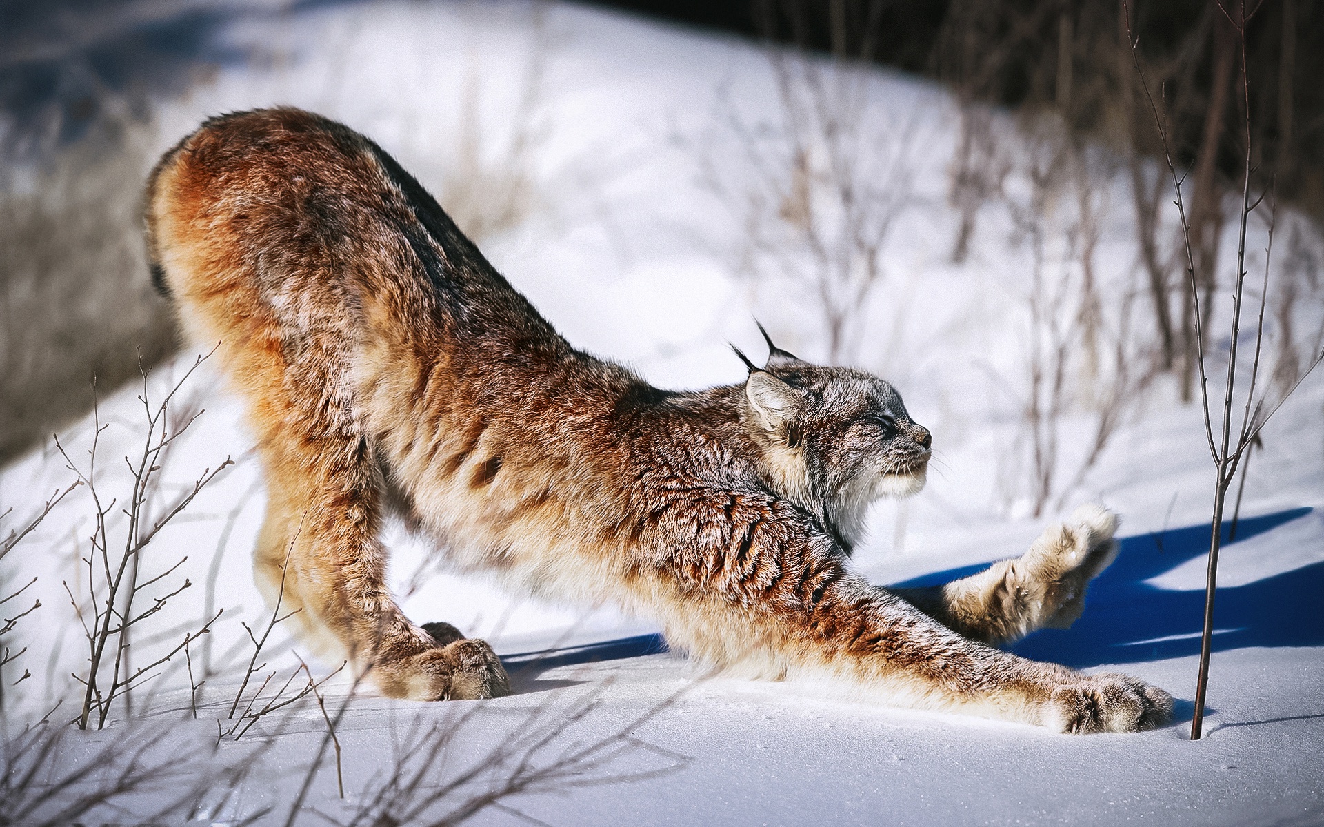 General 1920x1200 winter snow big cats animals mammals lynx stretching closeup