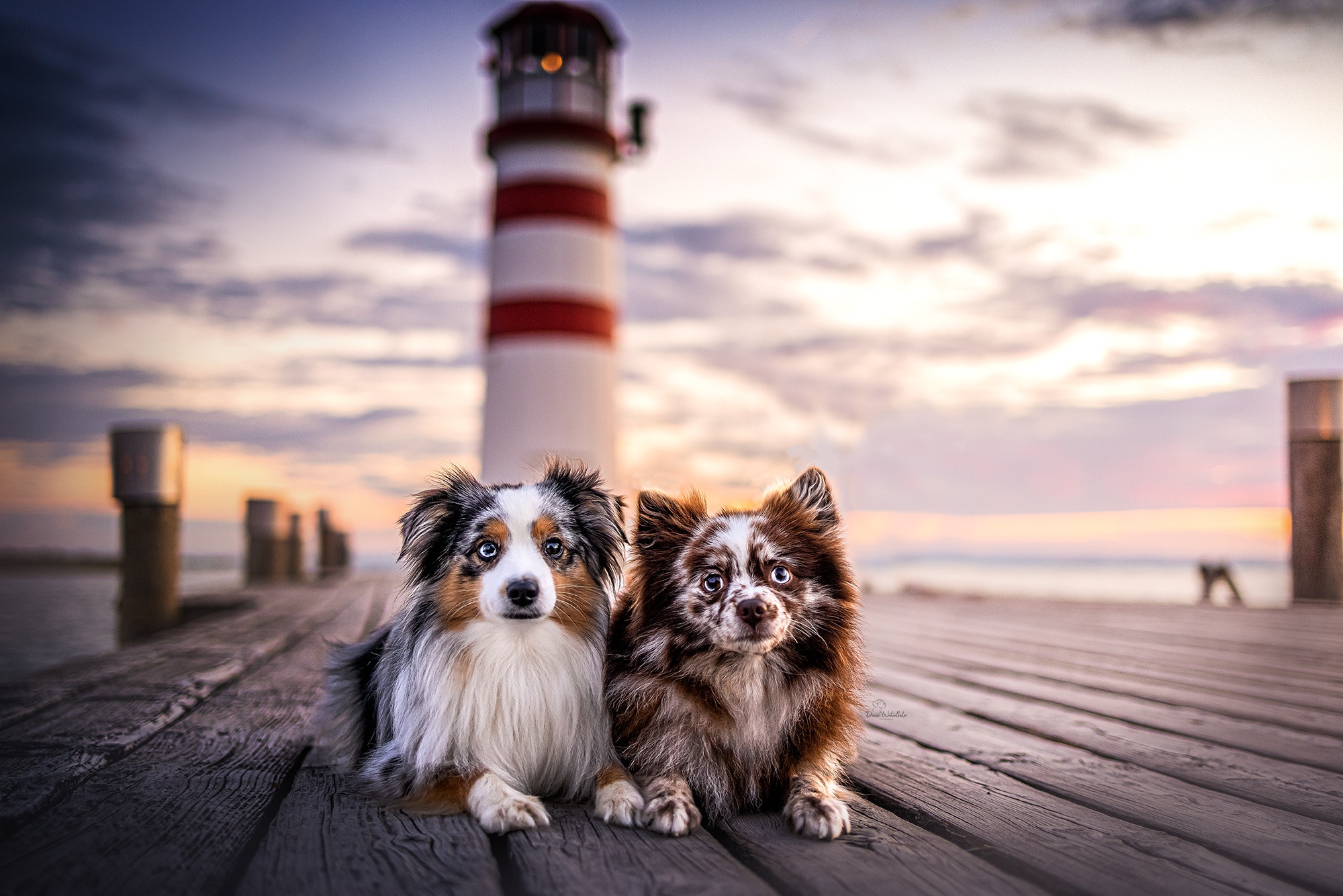 General 2000x1334 dog outdoors pier lighthouse animals mammals
