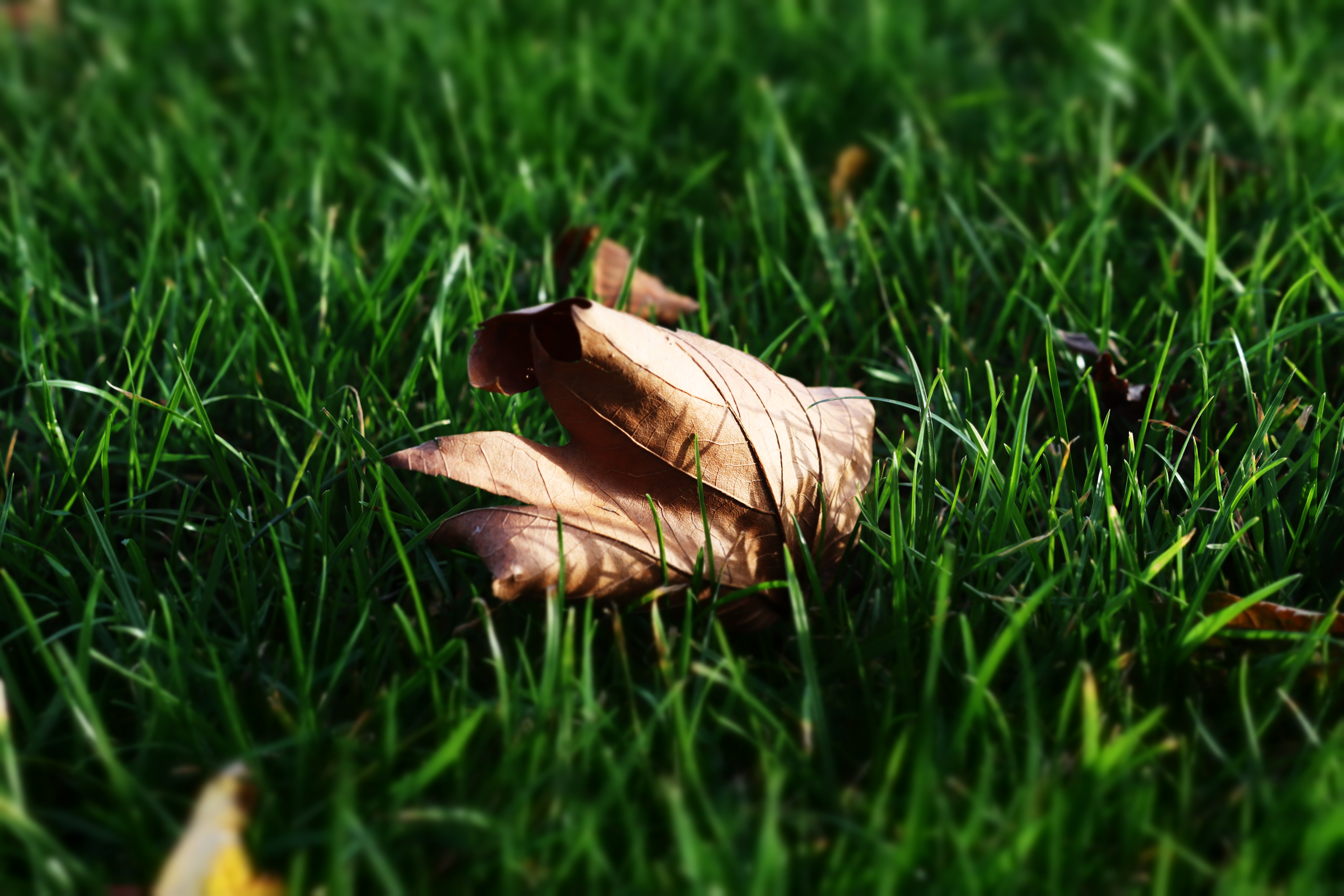 General 6960x4640 fallen leaves grass plants outdoors leaves closeup
