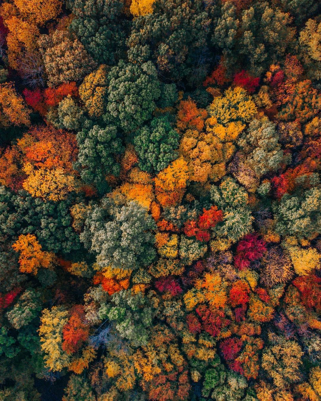 General 1080x1350 nature fall leaves trees drone photo aerial view colorful forest