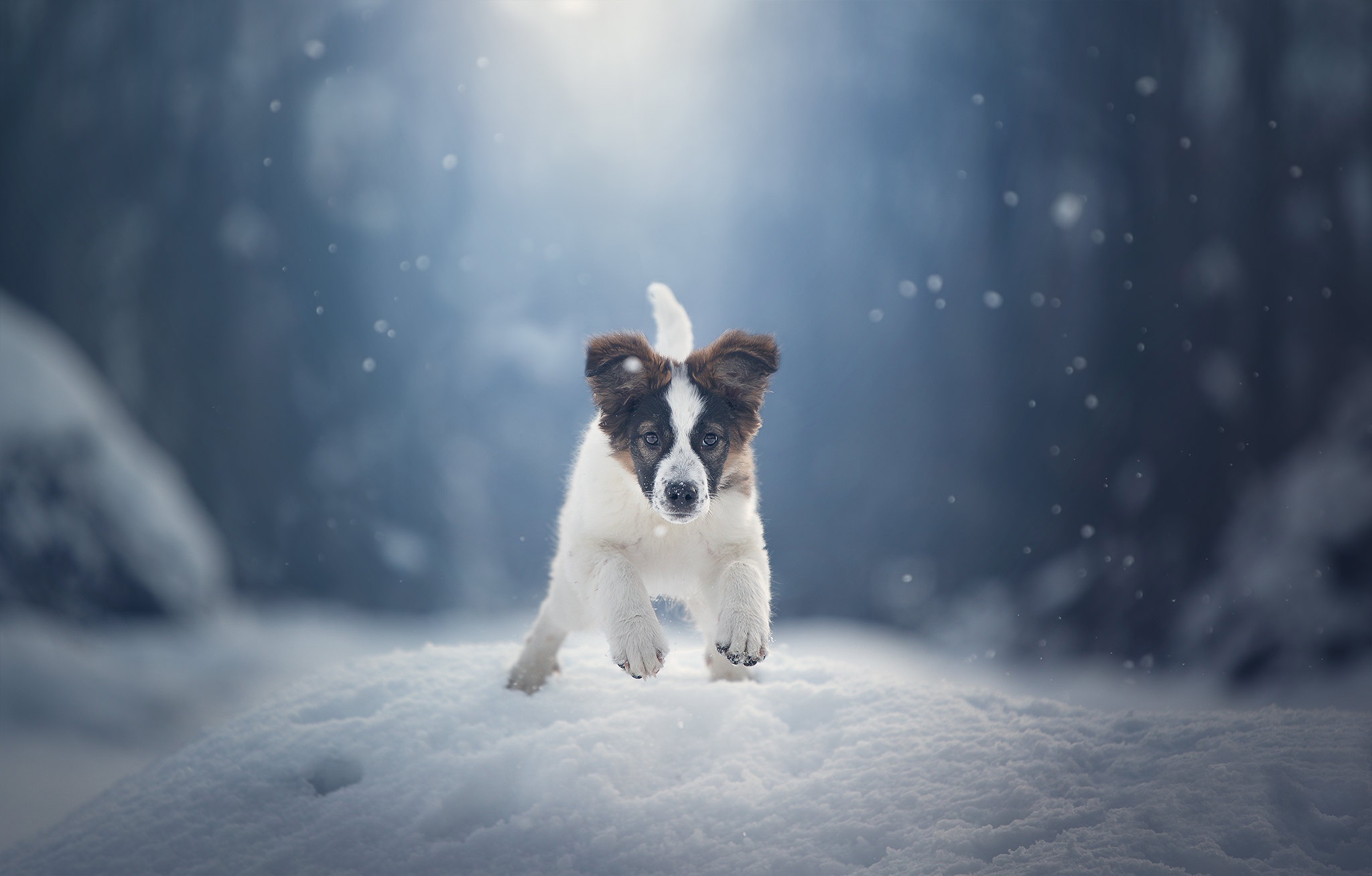 Собака сугроб. Собака зима. Собака зимой. Собака в снегу. Корги в снегу.