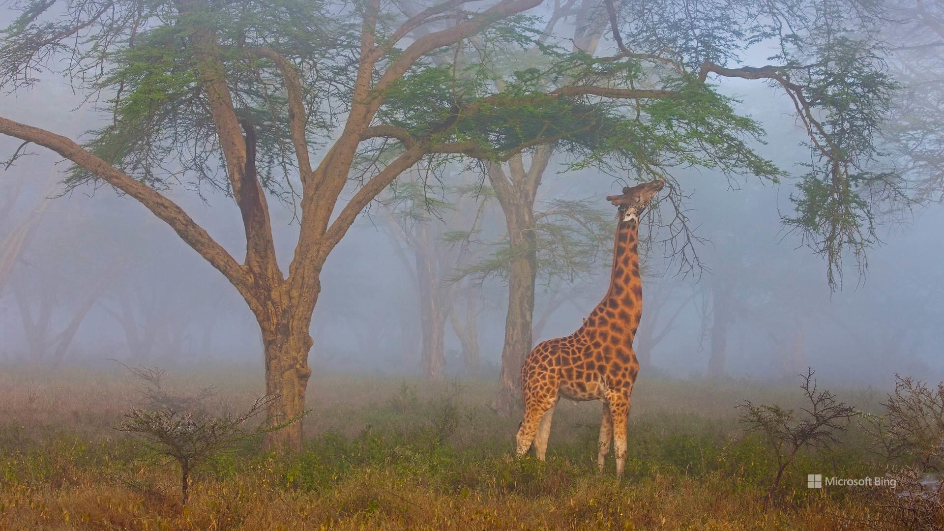 General 1920x1080 nature animals landscape Bing giraffes
