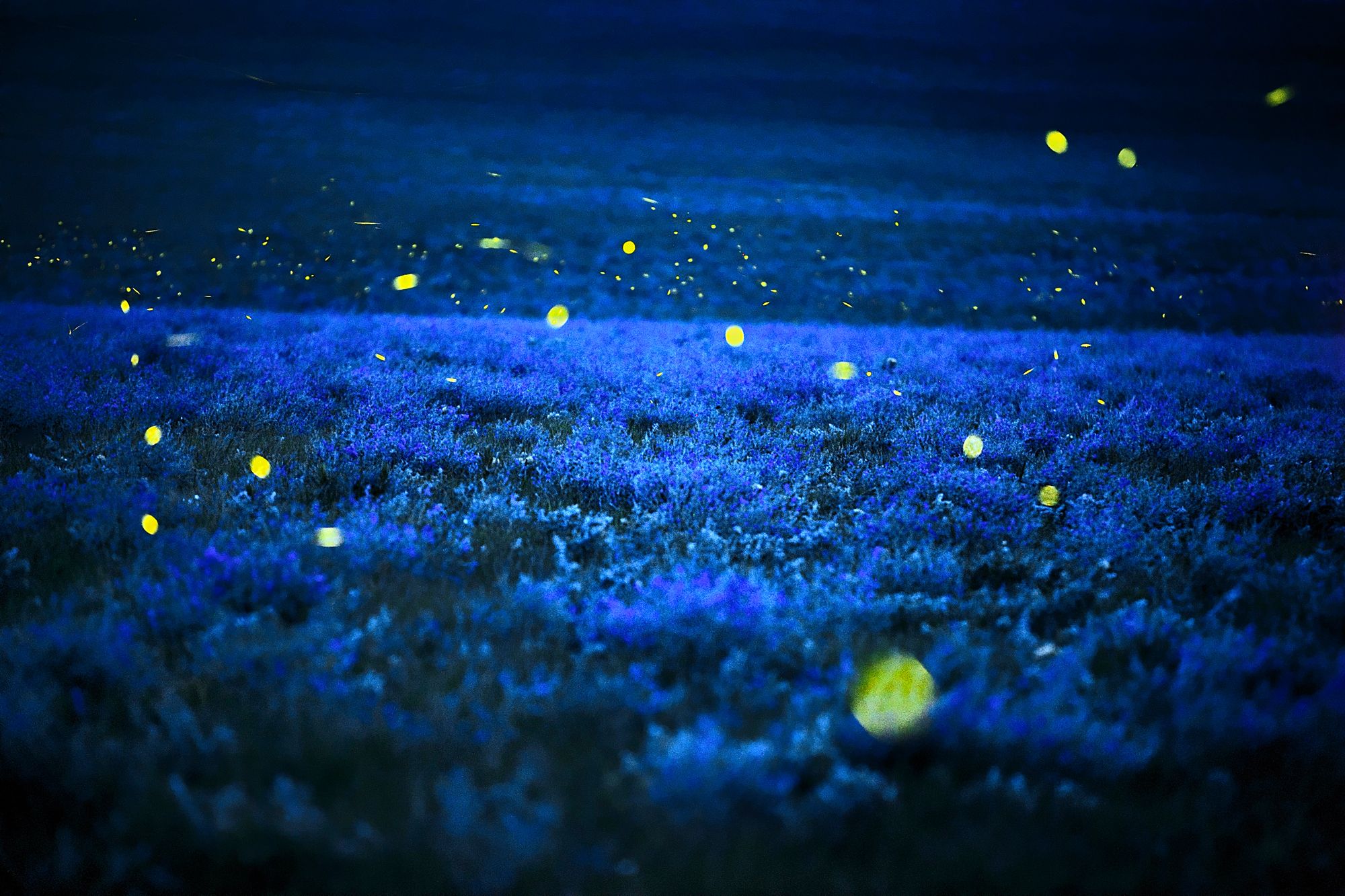 General 2000x1333 fireflies alfalfa Kansas City National Geographic bioluminescence
