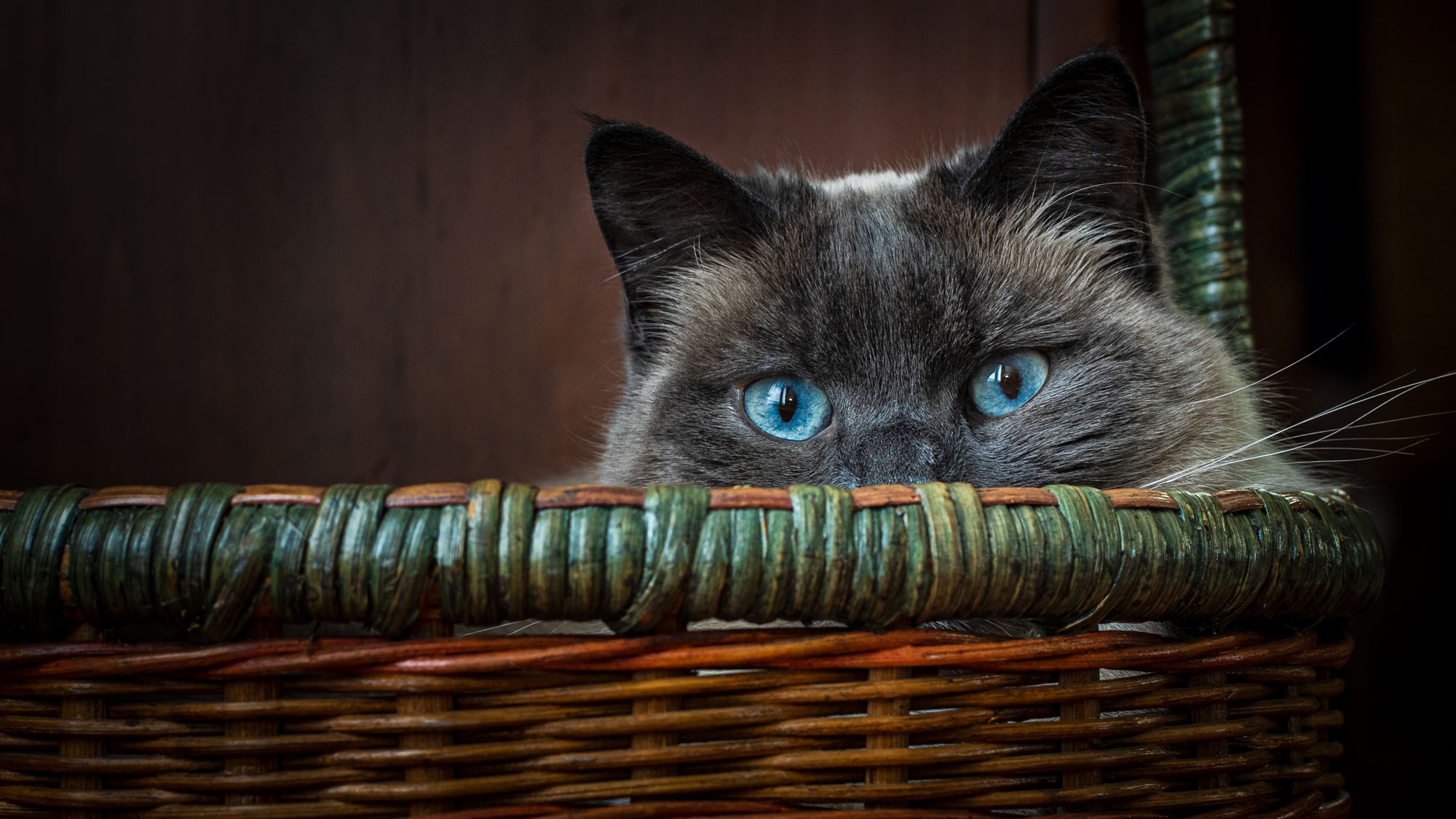 General 2000x1125 cats animals mammals baskets animal eyes looking at viewer blue eyes indoors