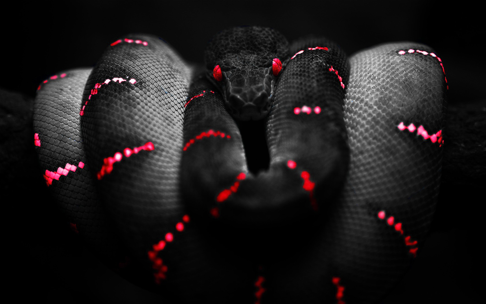 General 1680x1050 snake selective coloring Boa constrictor red red eyes reptiles animals digital art