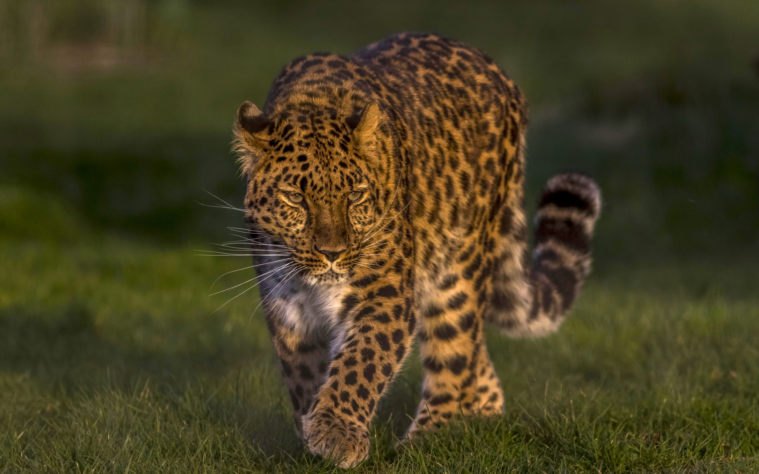 General 2560x1600 leopard animals cats nature depth of field feline big cats mammals grass closeup