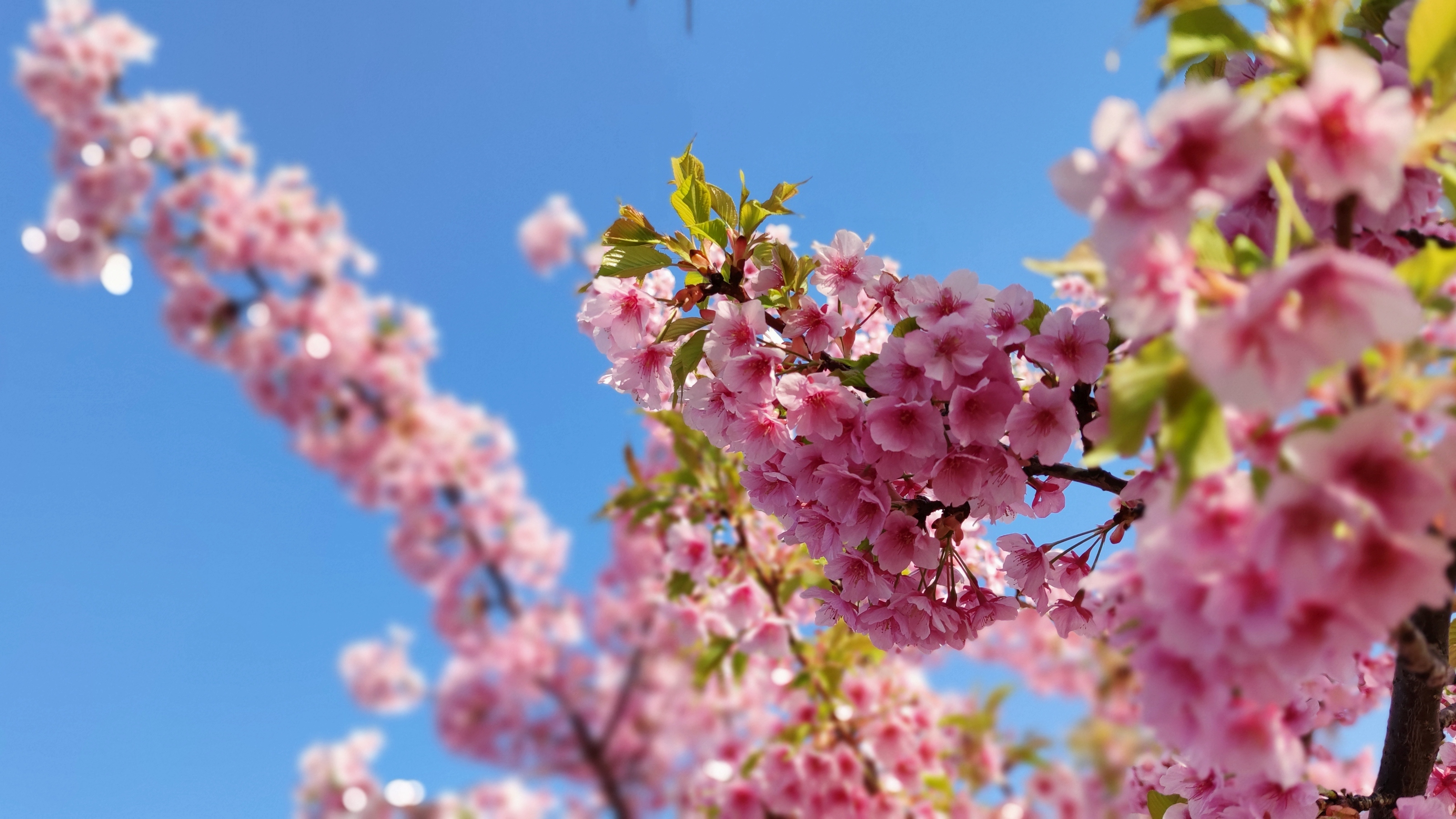 General 3200x1800 cherry blossom Japan Kaizuka Osaka Prefecture flowers plants nature macro