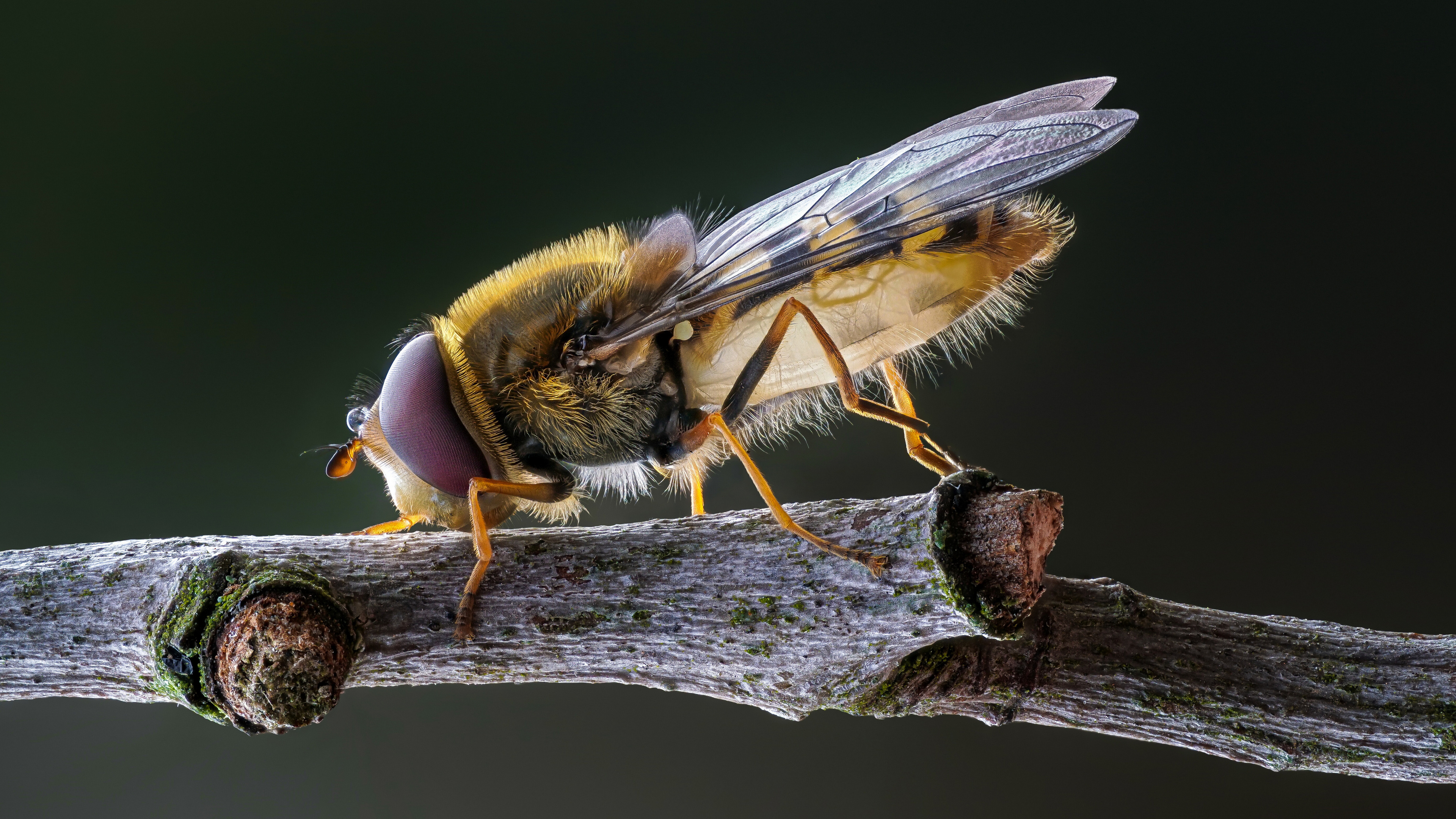 General 3840x2160 syrphid fly macro insect depth of field animals nature twigs branch