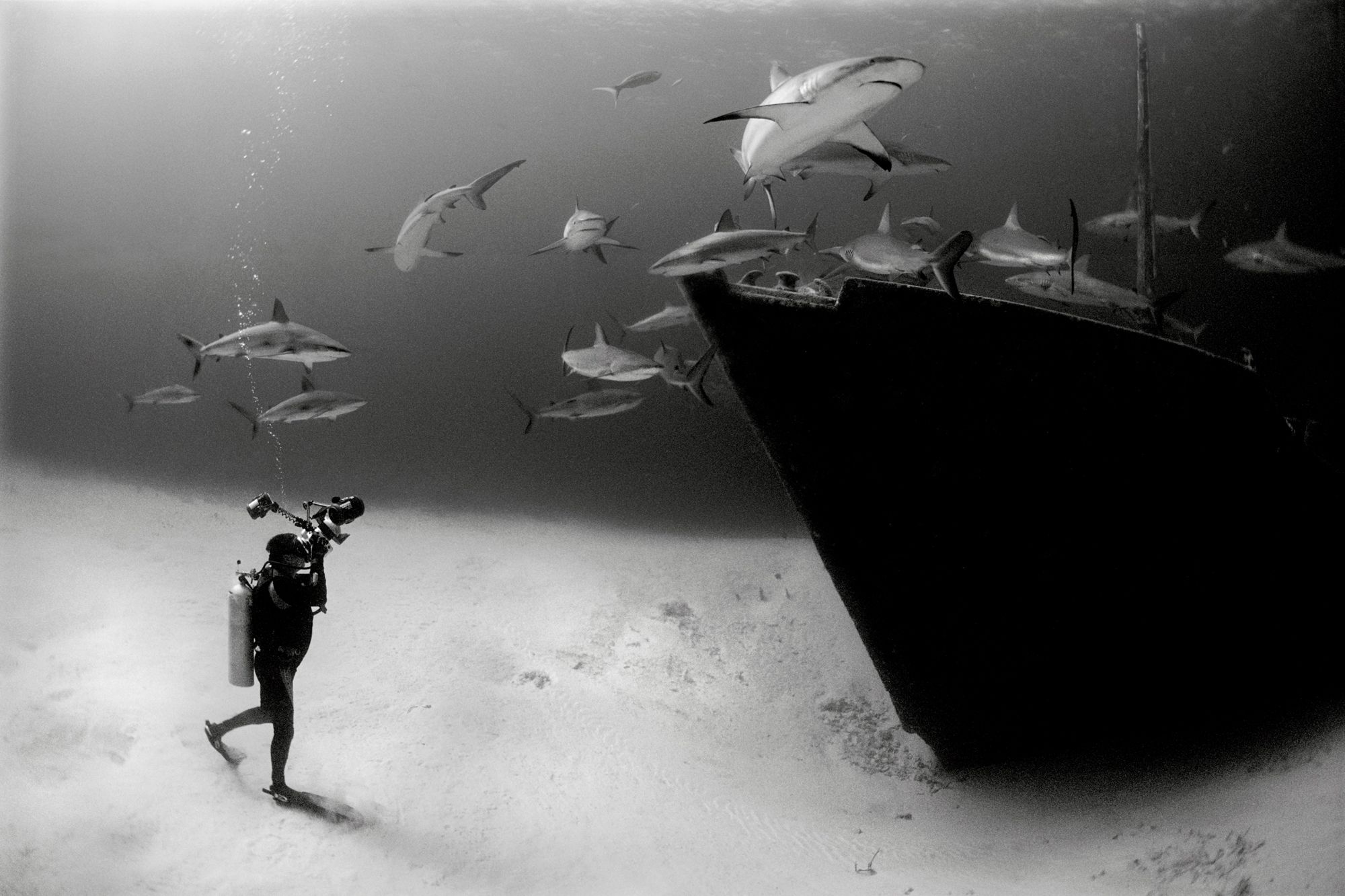 General 2000x1333 National Geographic photography underwater shark monochrome shipwreck