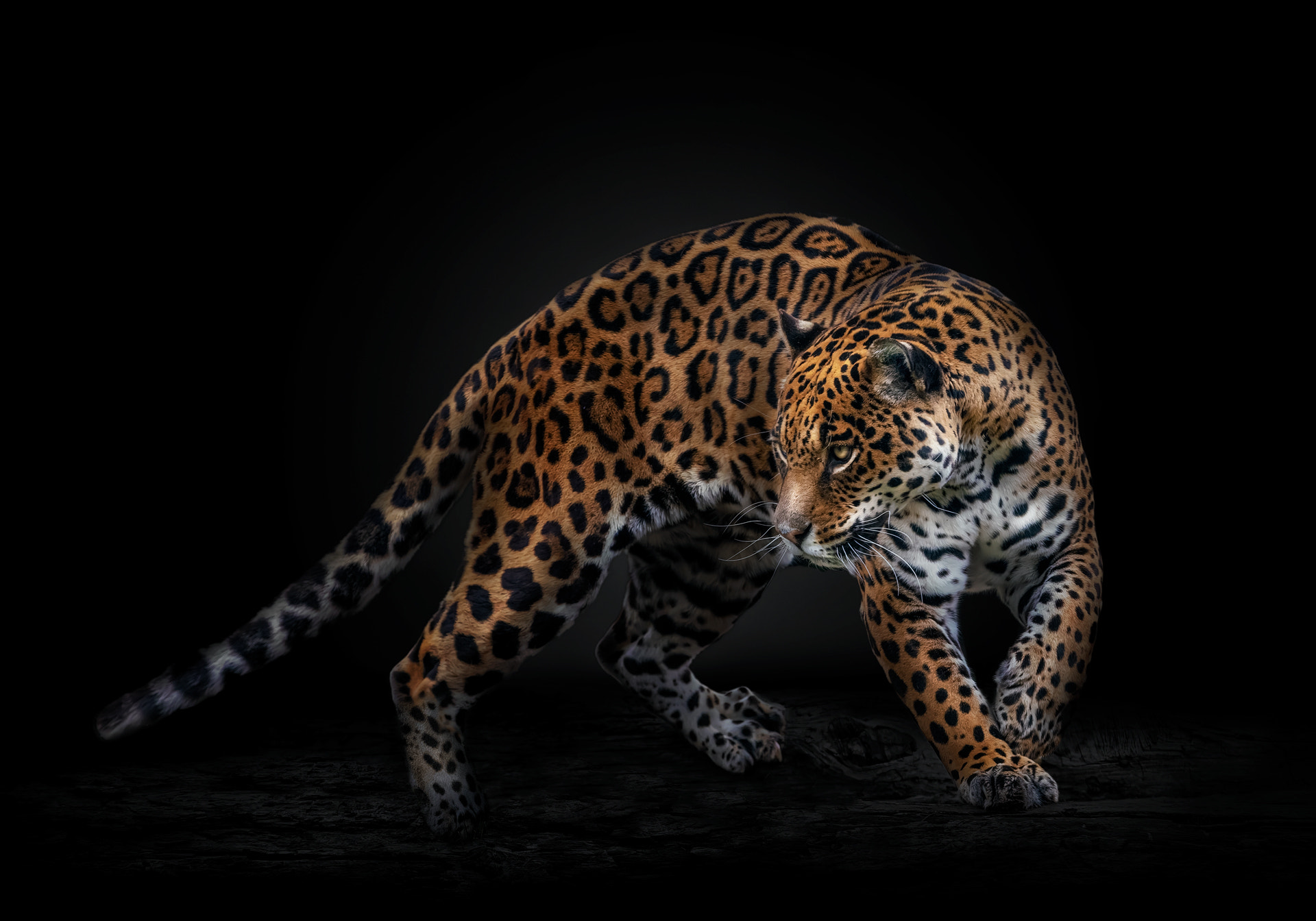 General 1920x1344 Pedro Jarque Krebs animals feline jaguars dark looking away big cats mammals nature simple background low light