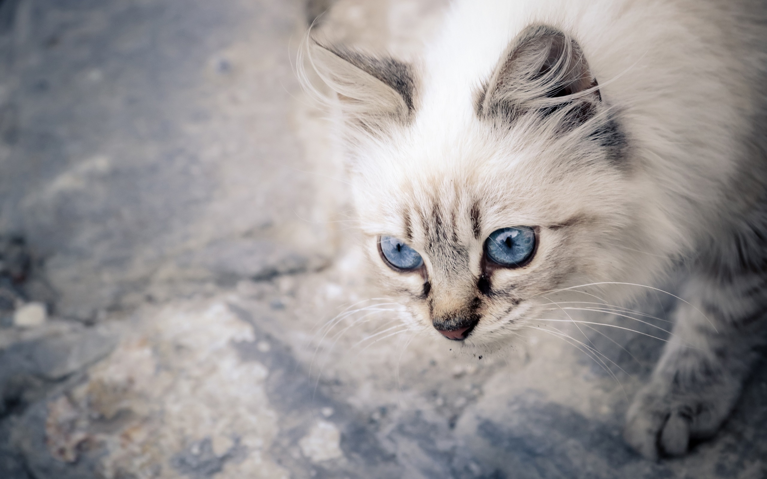 General 2560x1600 cats blue eyes animals