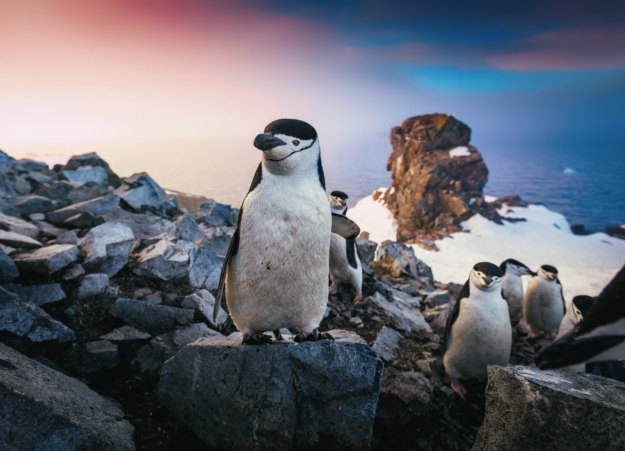 General 2048x1478 wildlife animals penguins