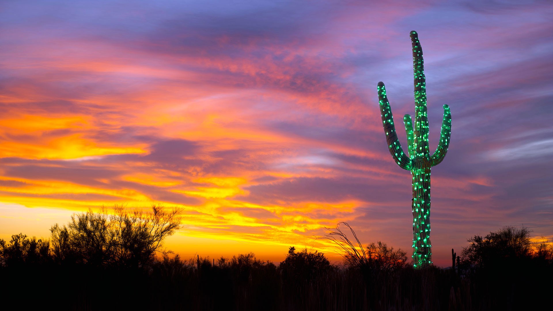 General 1920x1080 nature landscape Arizona USA trees forest cactus lights sunset clouds orange sky sky