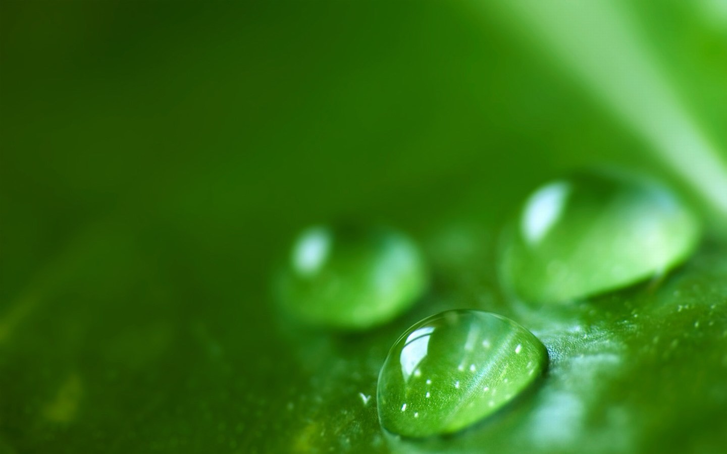 General 1440x900 water drops leaves depth of field green plants green background closeup liquid