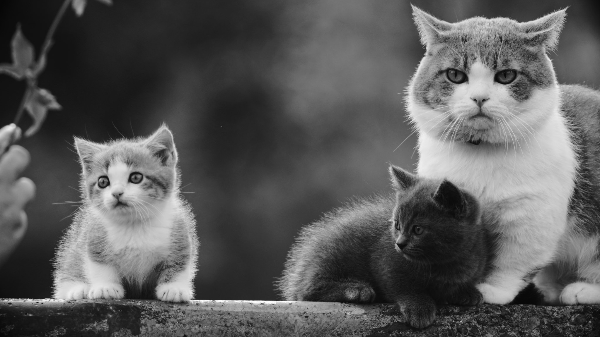 General 2048x1152 animals cats monochrome family