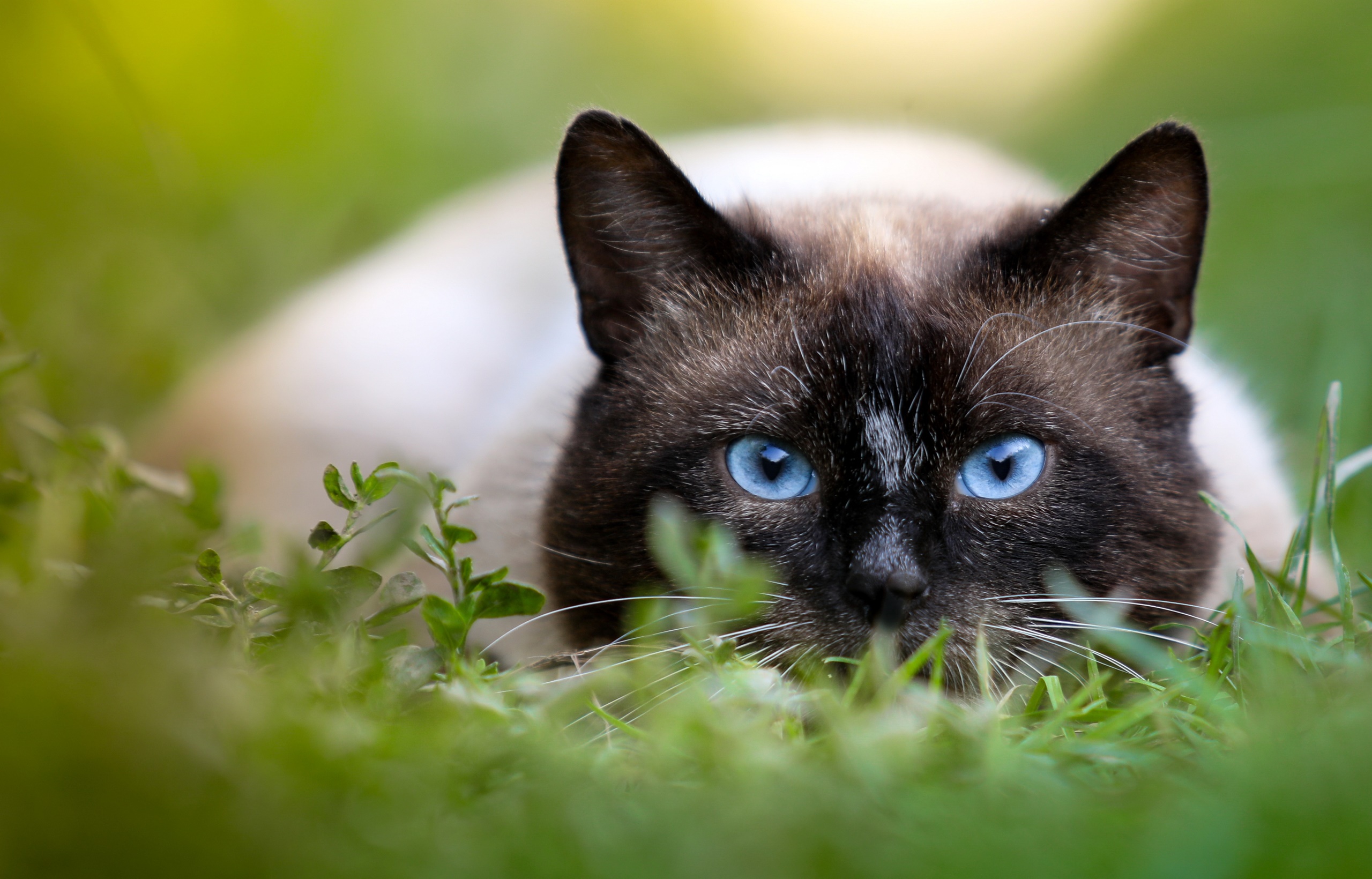 General 2560x1640 animals cats grass blue eyes green outdoors closeup