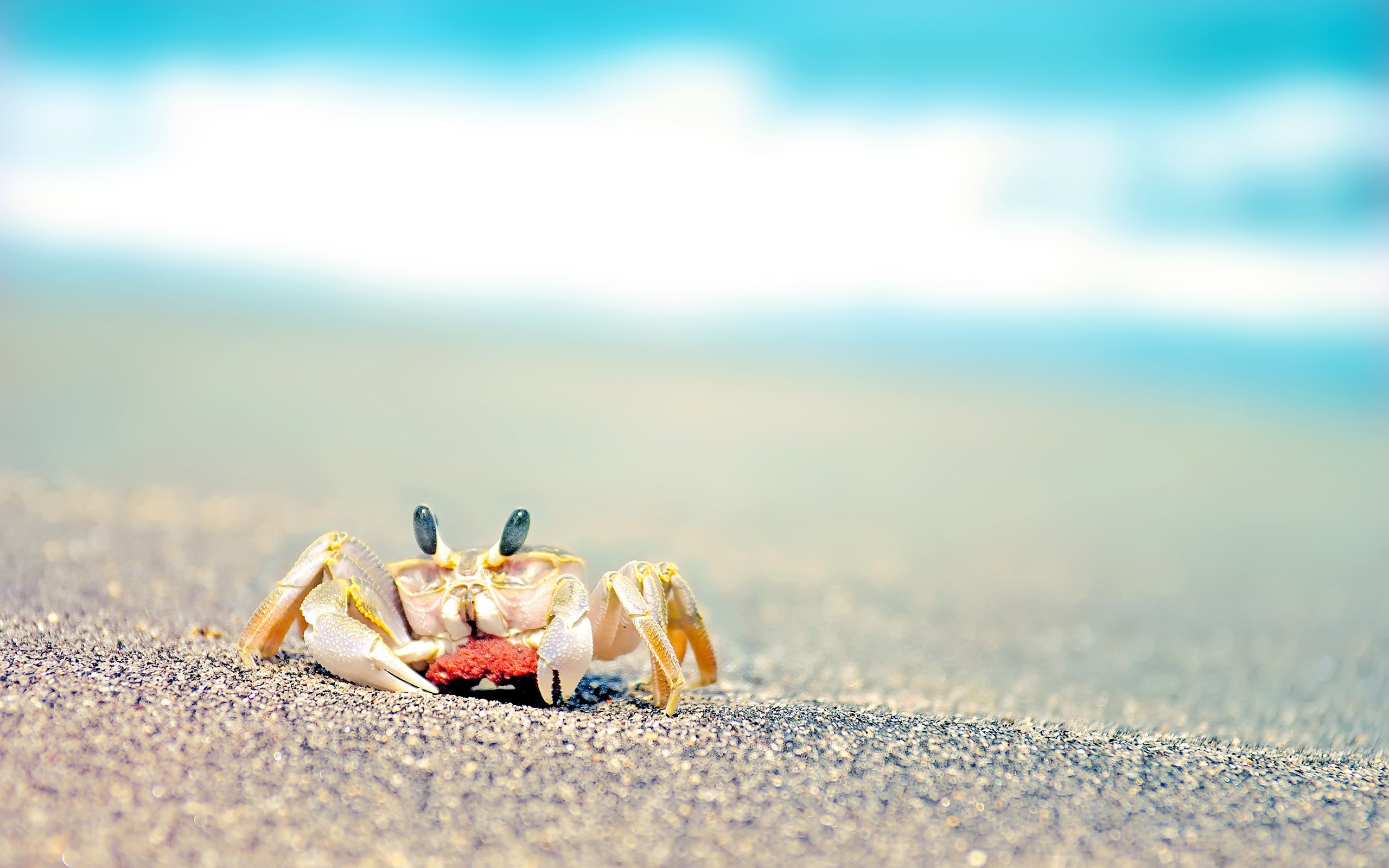 General 2560x1600 animals beach crabs