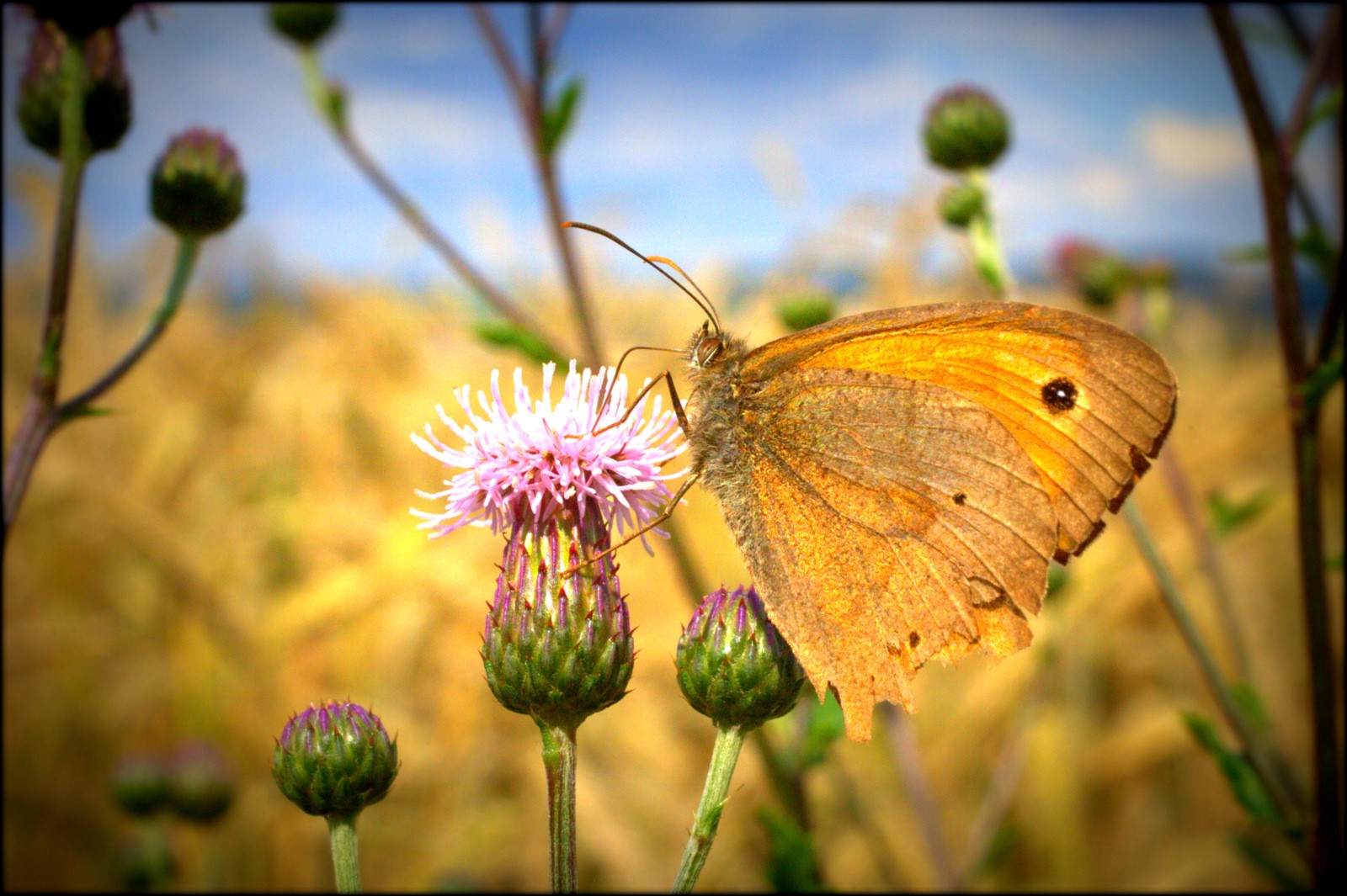 General 1600x1065 nature butterfly thistles flowers macro insect animals plants